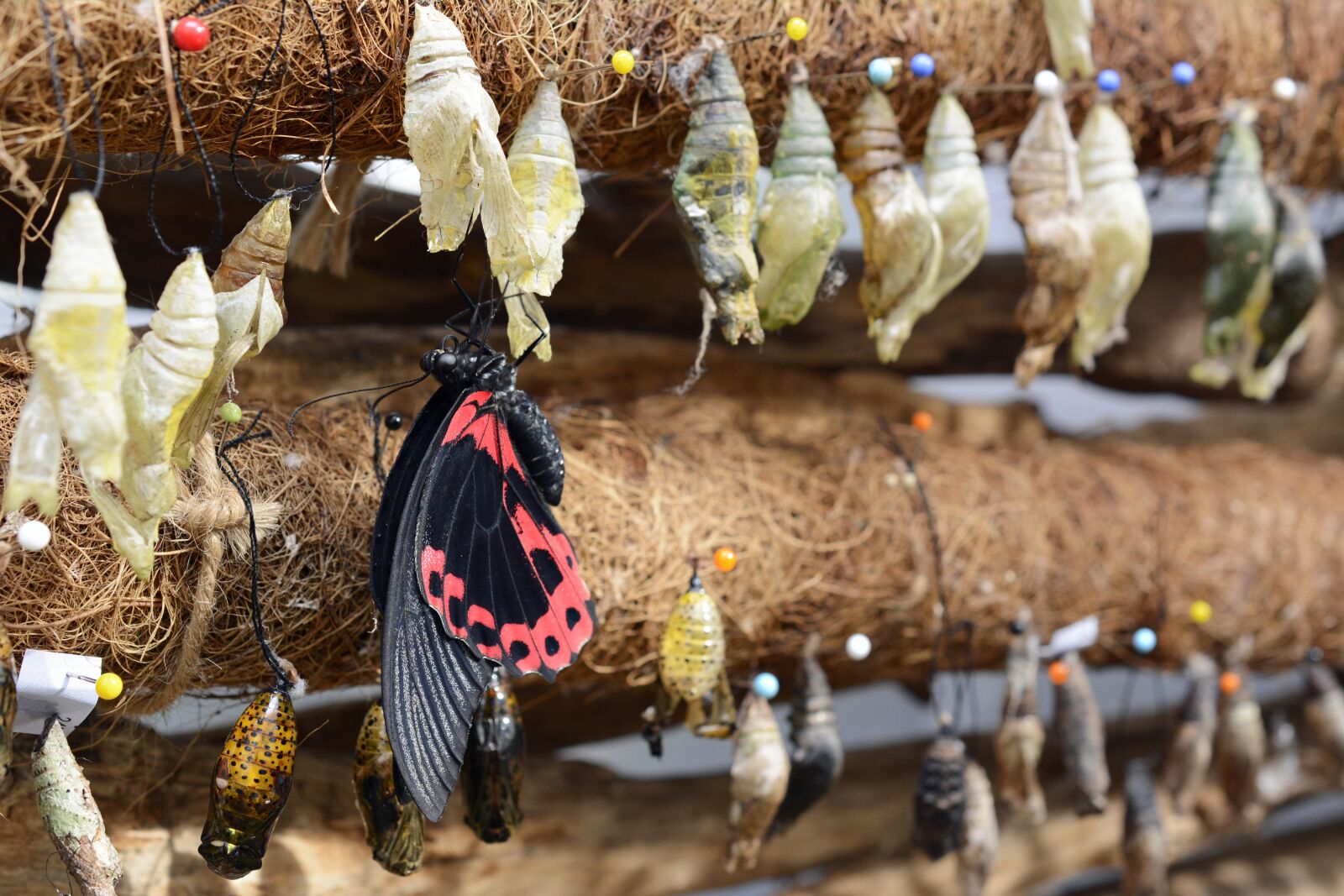 Nikon D7100 sample photo. Butterfly, insect, wing photography