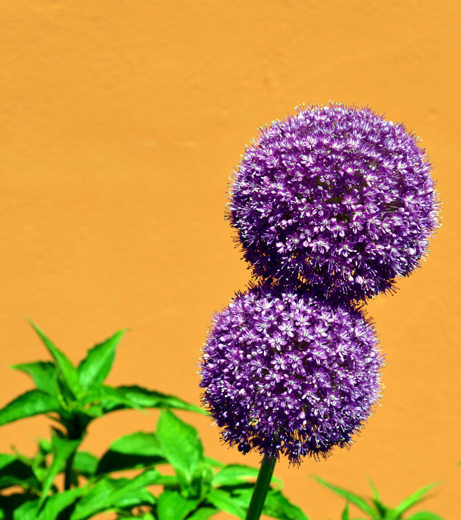 Nikon D3200 sample photo. Ornamental onion, early, violet photography