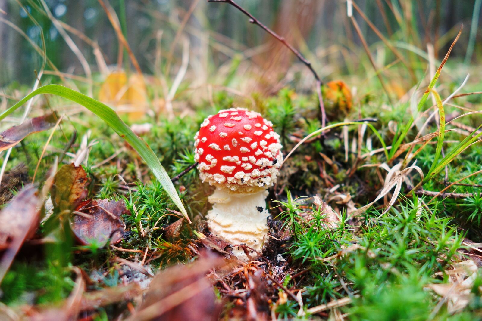 Sony Cyber-shot DSC-RX100 II sample photo. Fly agaric, mushroom, forest photography