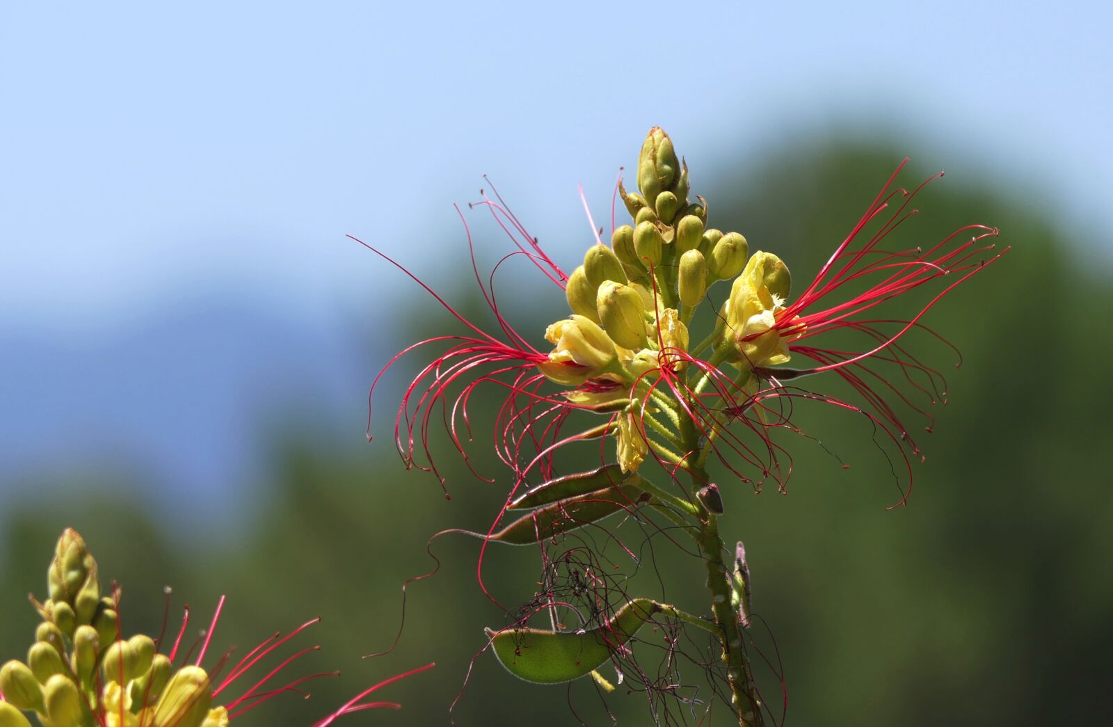 Panasonic Lumix DMC-FZ2500 (Lumix DMC-FZ2000) sample photo. Flower, yellow, red photography