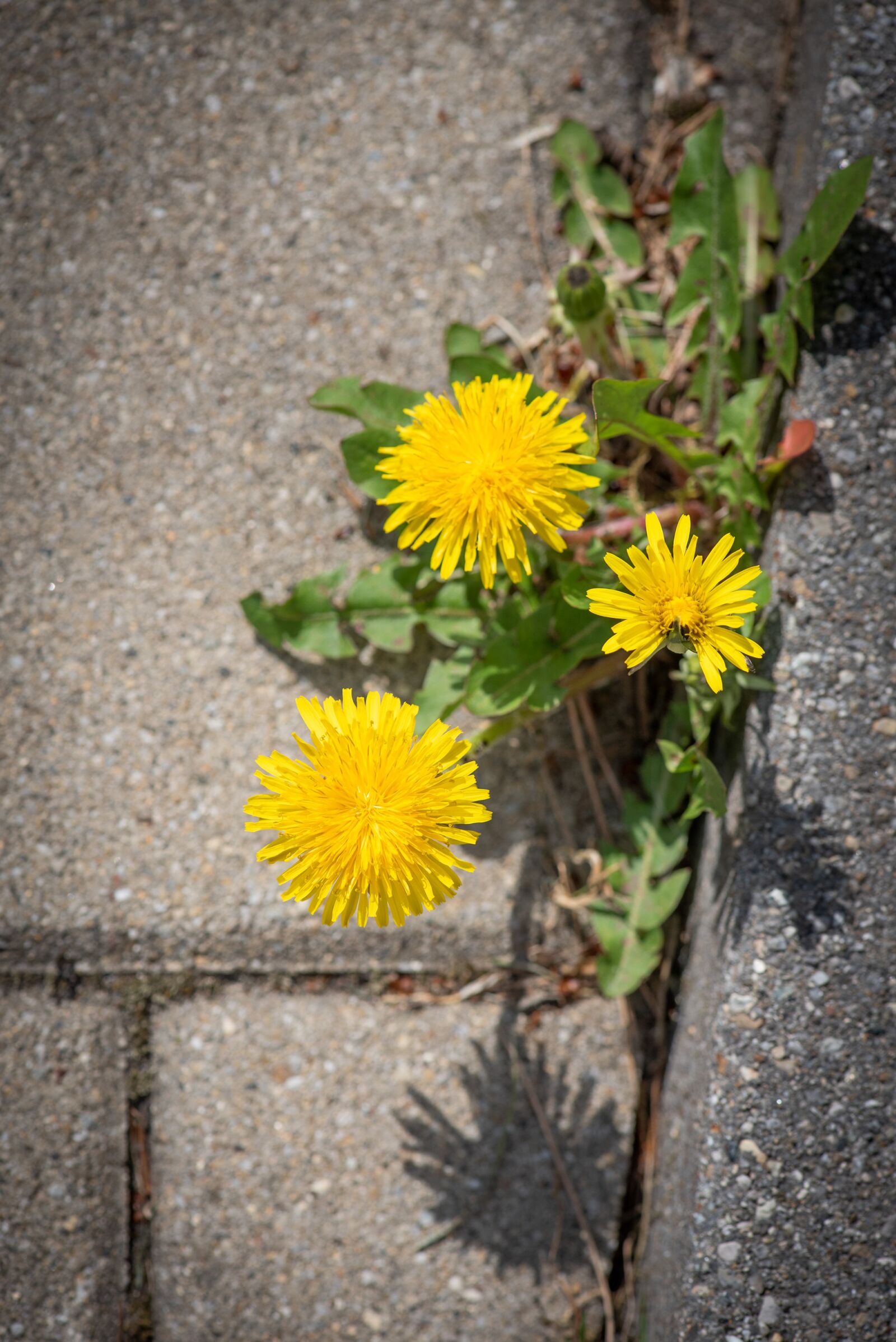 Nikon D750 sample photo. Dandelion, side of the photography