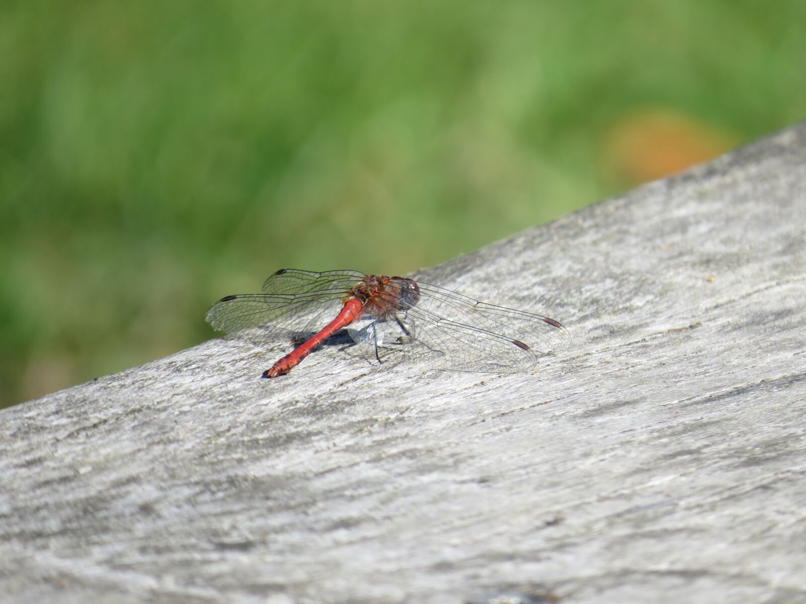 Canon PowerShot SX50 HS sample photo. Dragonfly, nature, insect photography