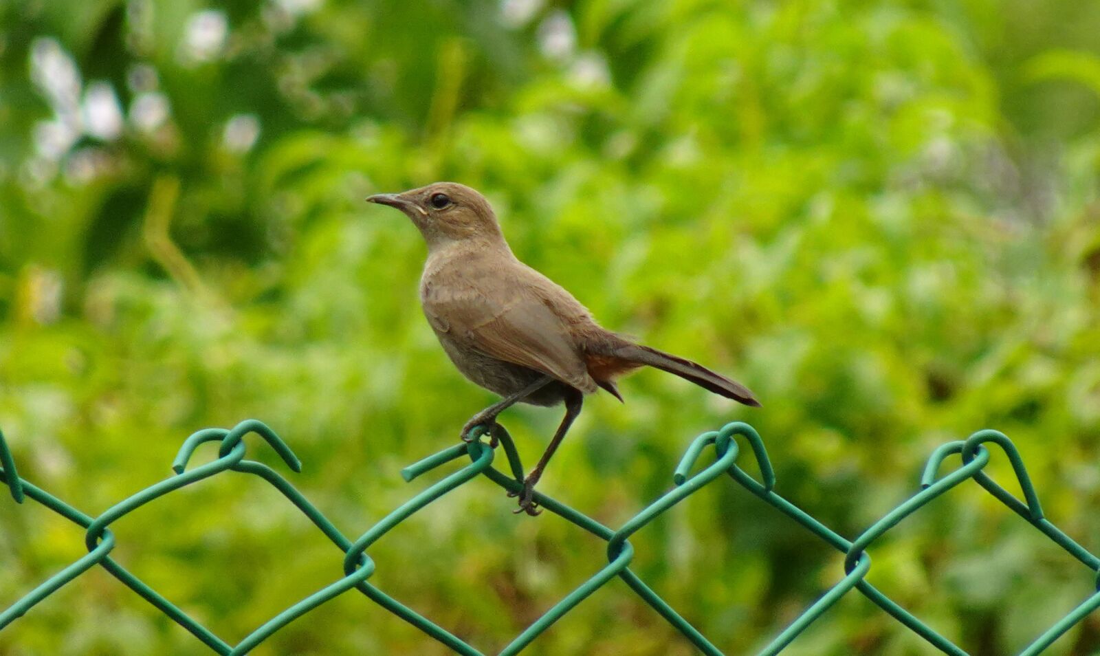 Sony DSC-WX800 sample photo. Bird, robin, indian robin photography