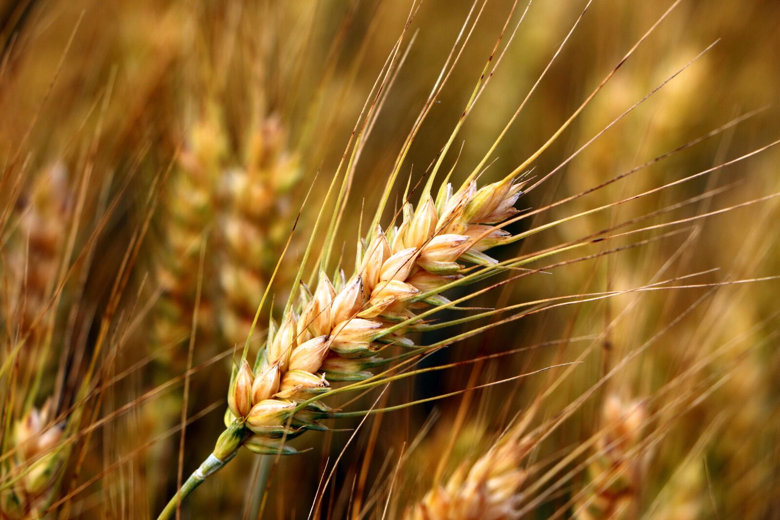 Canon EOS 70D + Canon EF-S 18-135mm F3.5-5.6 IS STM sample photo. Wheat, spikelet, crop photography