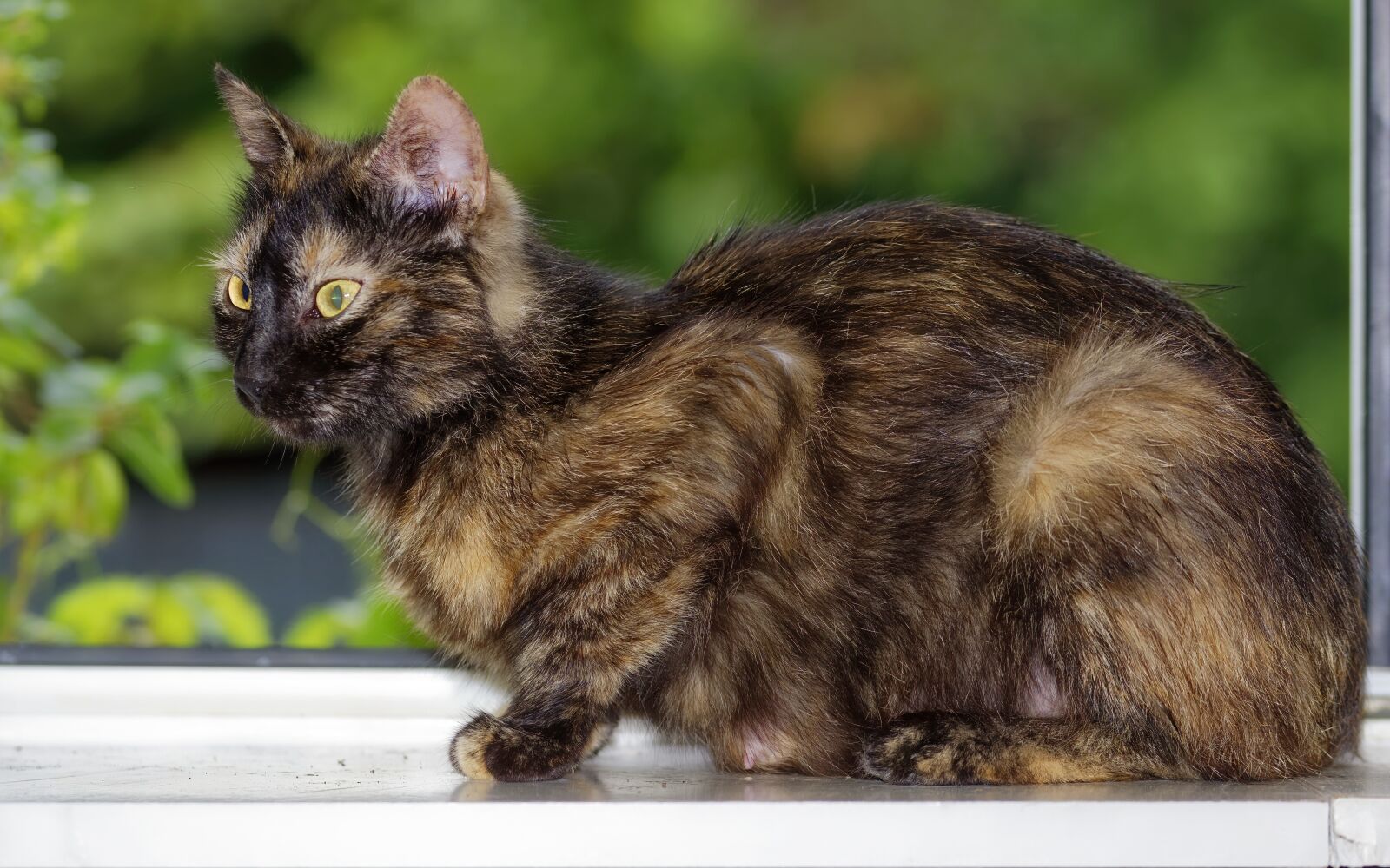 Nikon D5300 sample photo. Cat, pet, feline photography