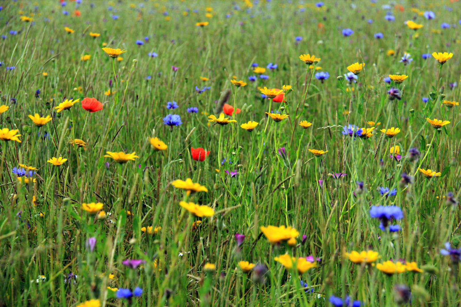 Canon EF-S 18-200mm F3.5-5.6 IS sample photo. Grass, flowers, colour photography