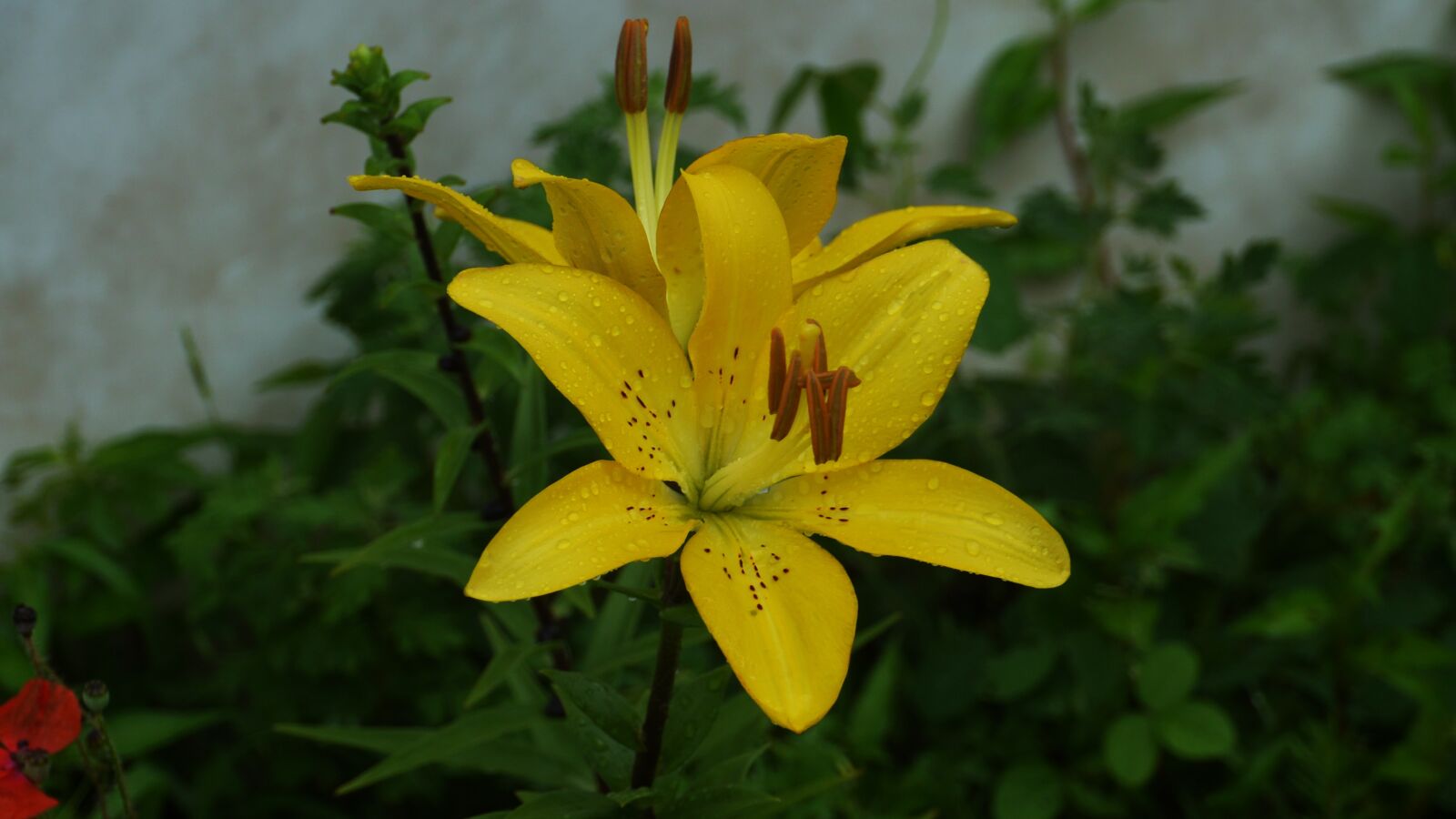 Panasonic Lumix DMC-GH3 sample photo. Flowers, yellow, nature photography