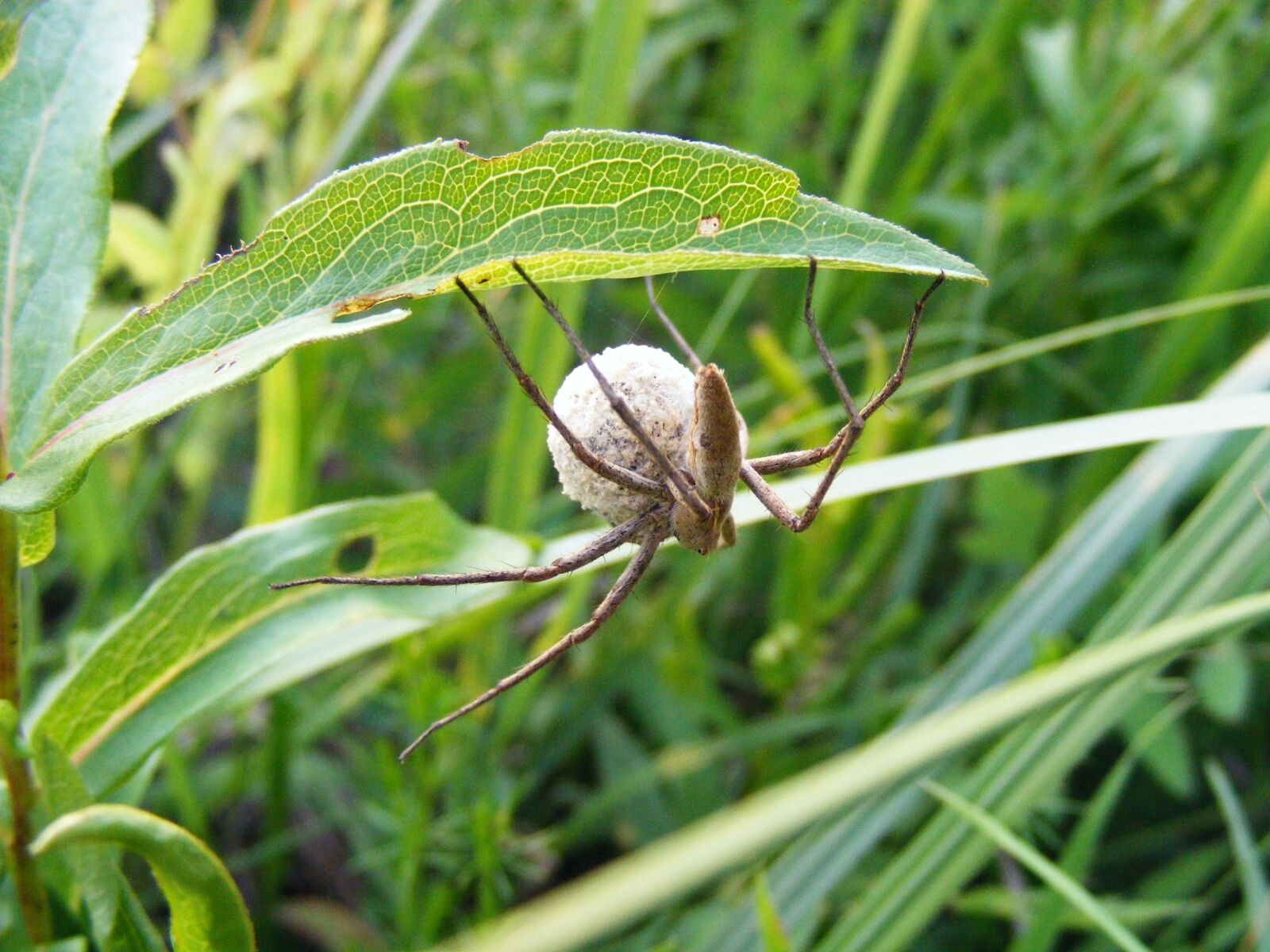 Fujifilm FinePix S5700 S700 sample photo. Spider, insect, arachnid photography