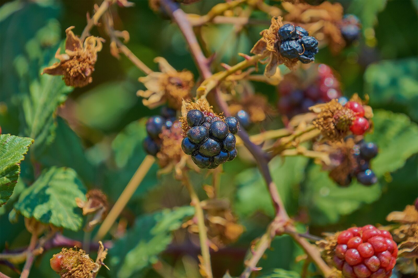 Nikon D7200 sample photo. Blackberries, zarza, wild photography