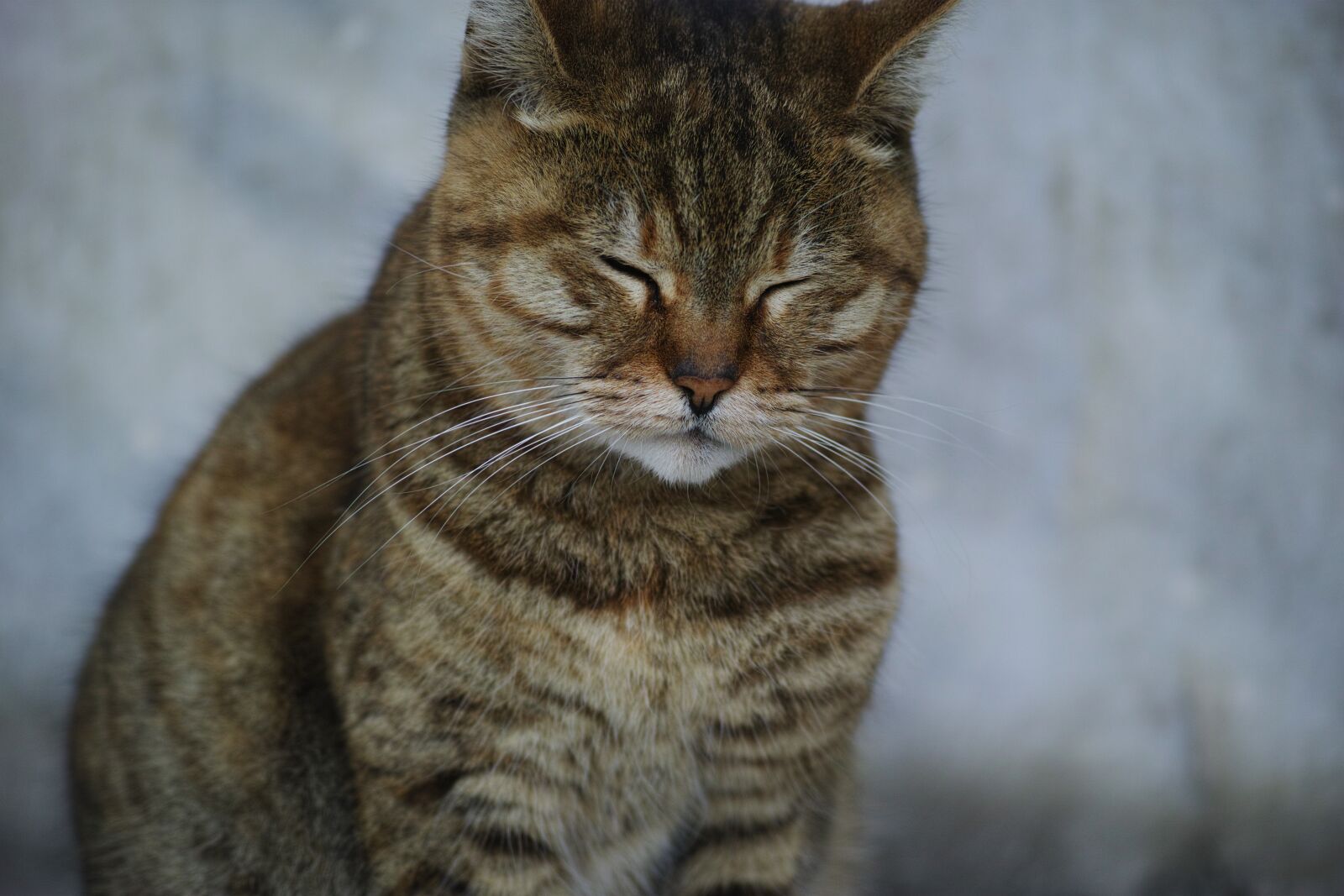 Sigma dp3 Quattro sample photo. Cat, fur leather, animal photography