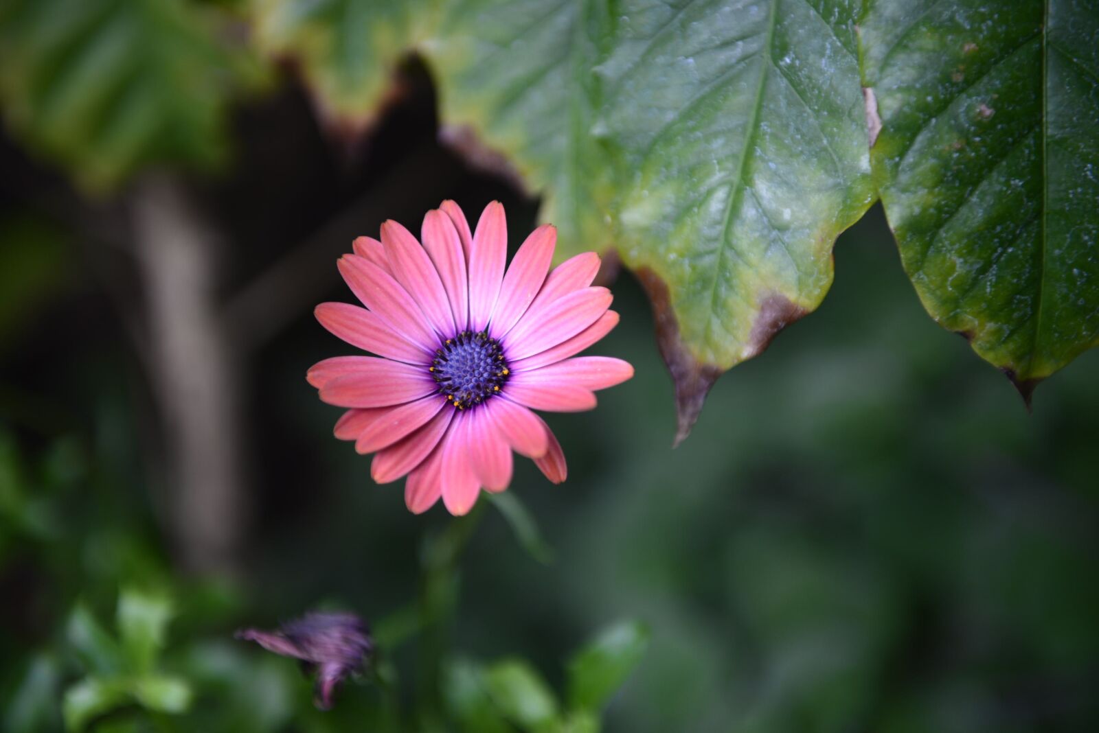 Nikon D610 sample photo. Blossom, bloom, pink photography
