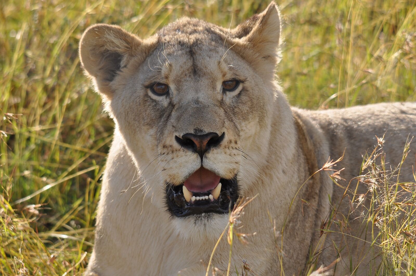 Nikon D90 sample photo. Mammal, wildlife, animal photography