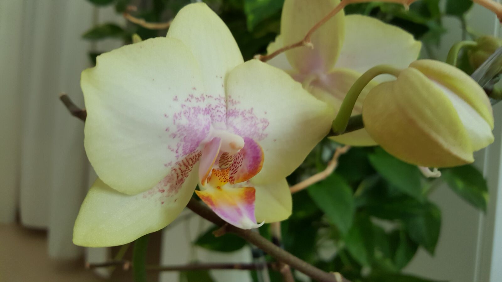 Samsung Galaxy S6 sample photo. Orchidee, bl tenkunst, offene photography