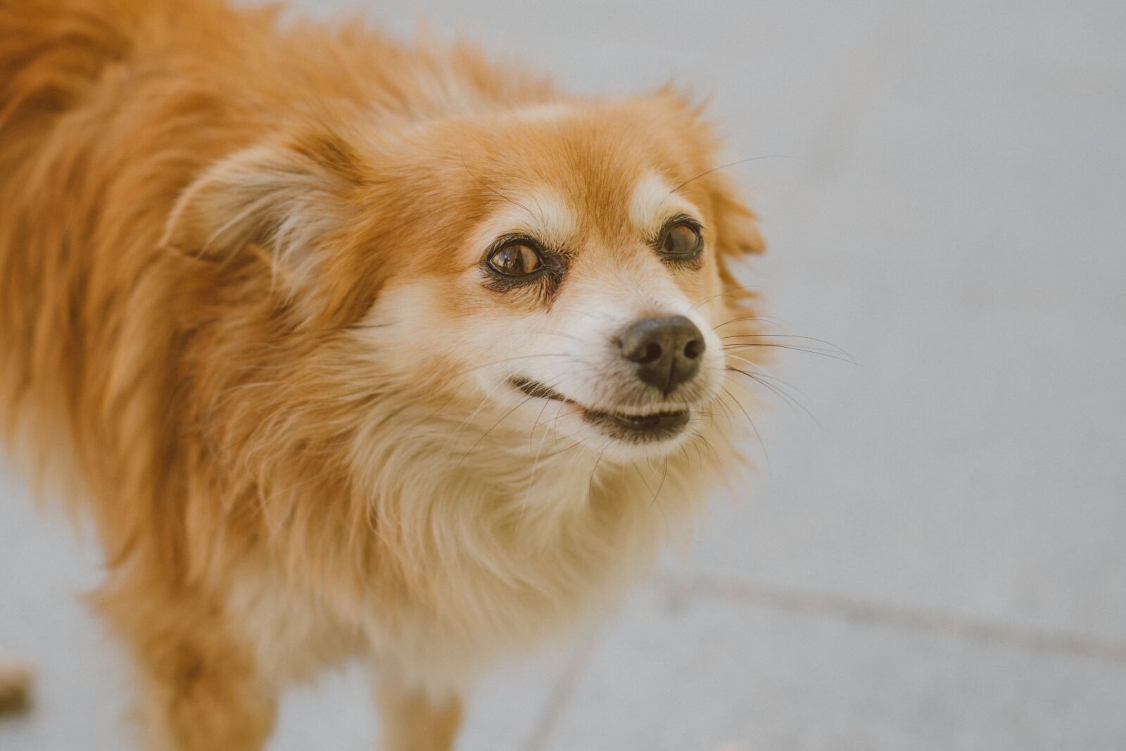 Nikon D7500 sample photo. Dog, cão, cachorro photography