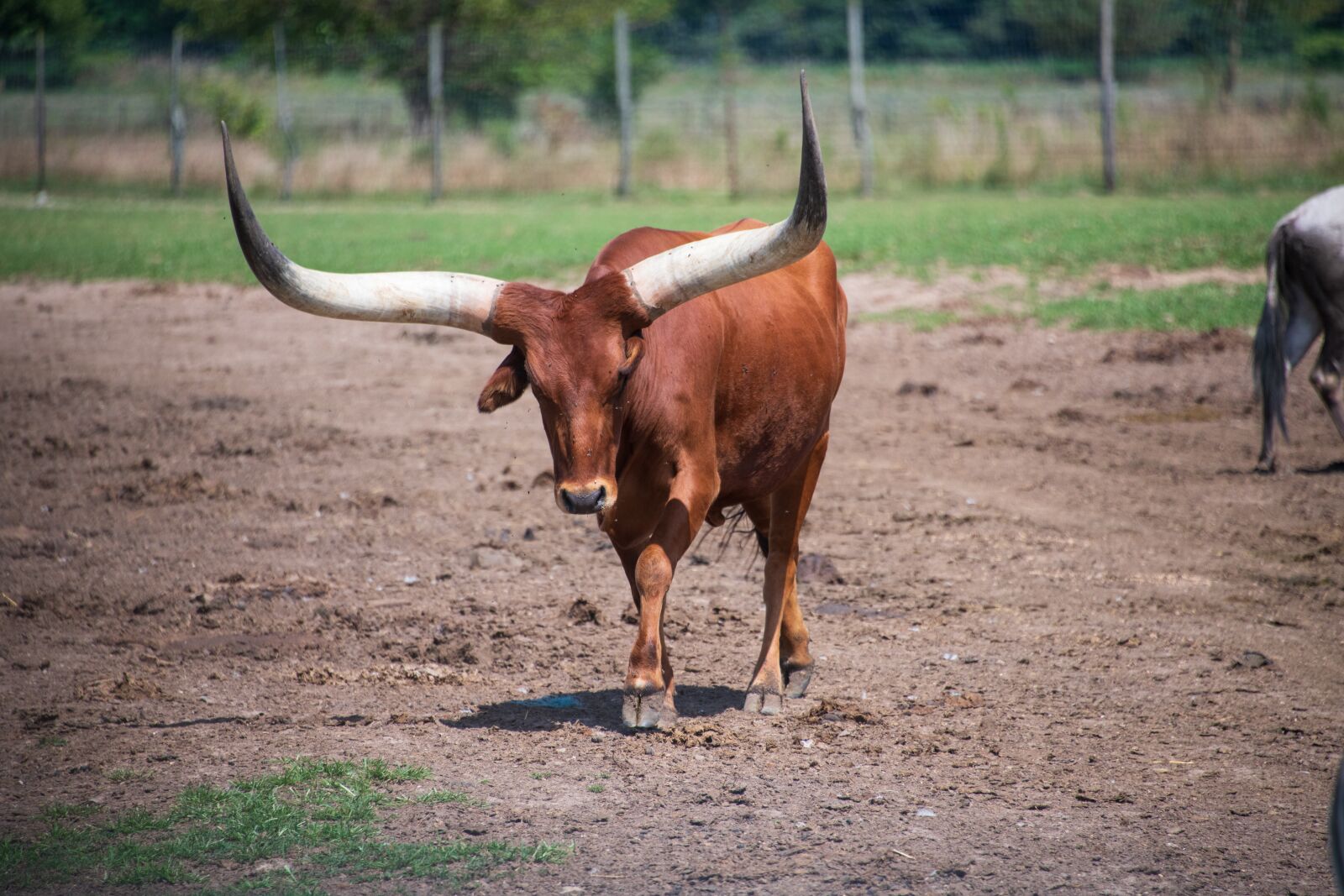 Nikon D850 sample photo. Cattle, horn, huge photography