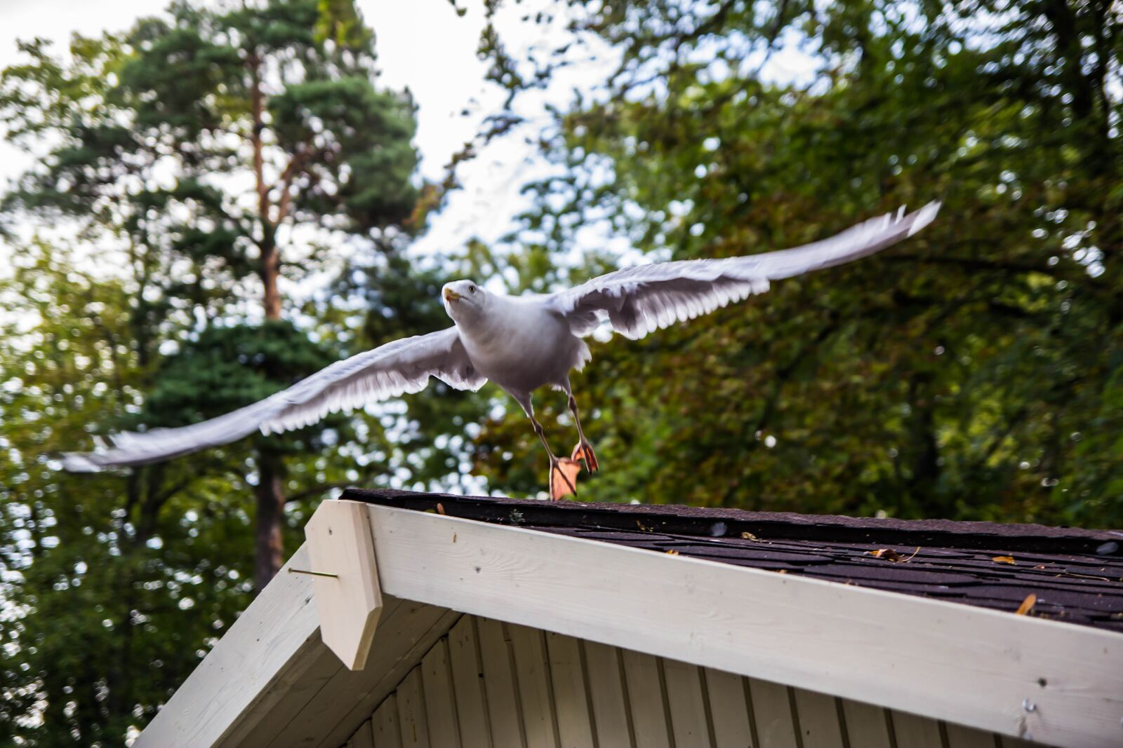 Tamron SP AF 17-50mm F2.8 XR Di II LD Aspherical (IF) sample photo. Bird, seagull, flight photography