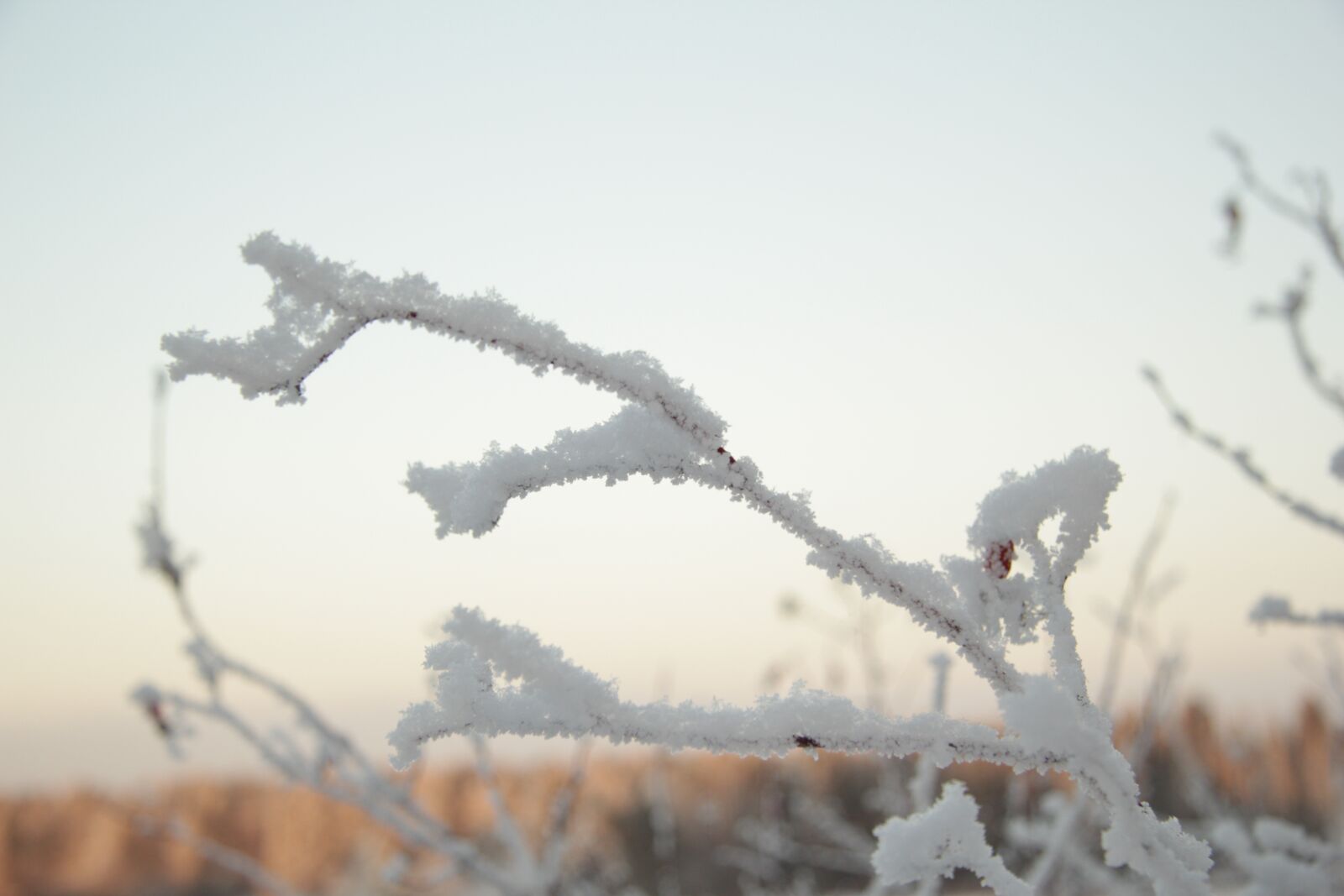 Canon EF-S 17-85mm F4-5.6 IS USM sample photo. Winter, nature, snow photography