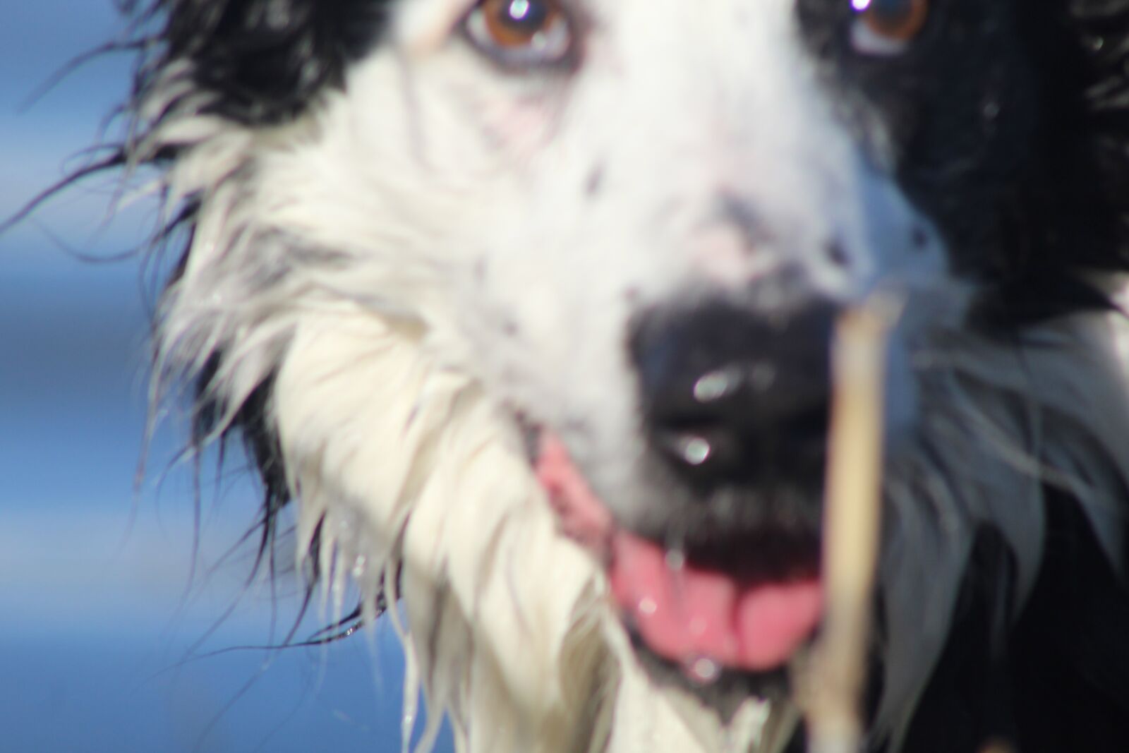 EF75-300mm f/4-5.6 sample photo. Dog, sheep dog, animals photography