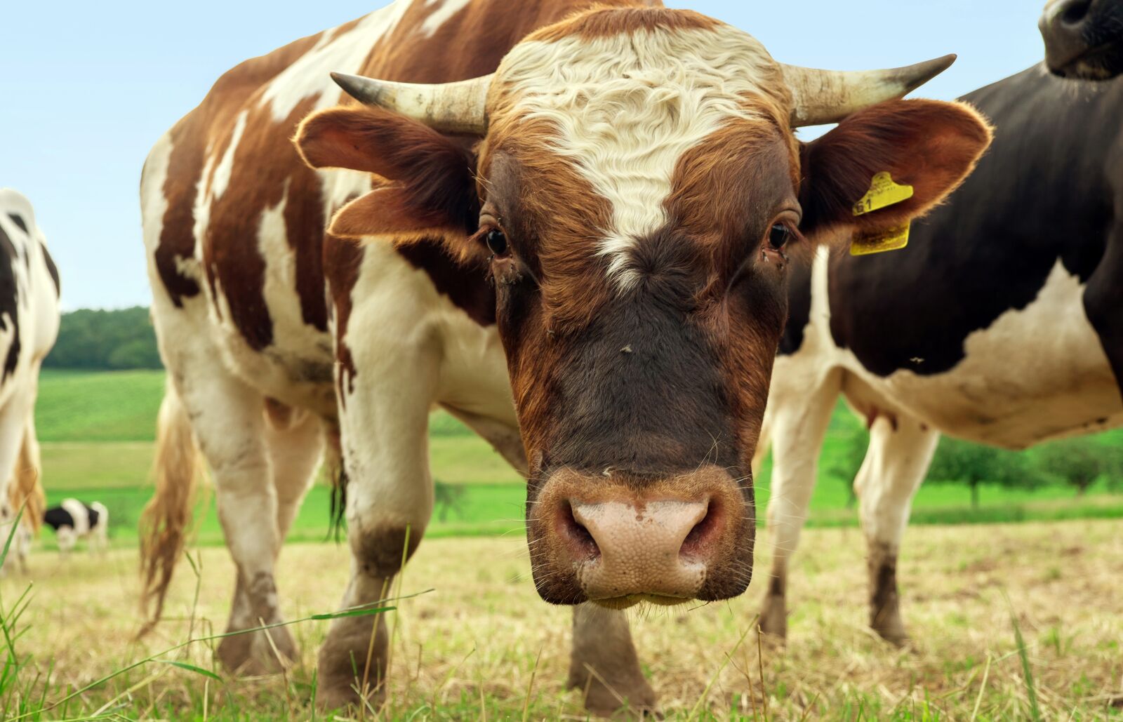 Fujifilm X-T10 sample photo. Beef, animal, bull photography