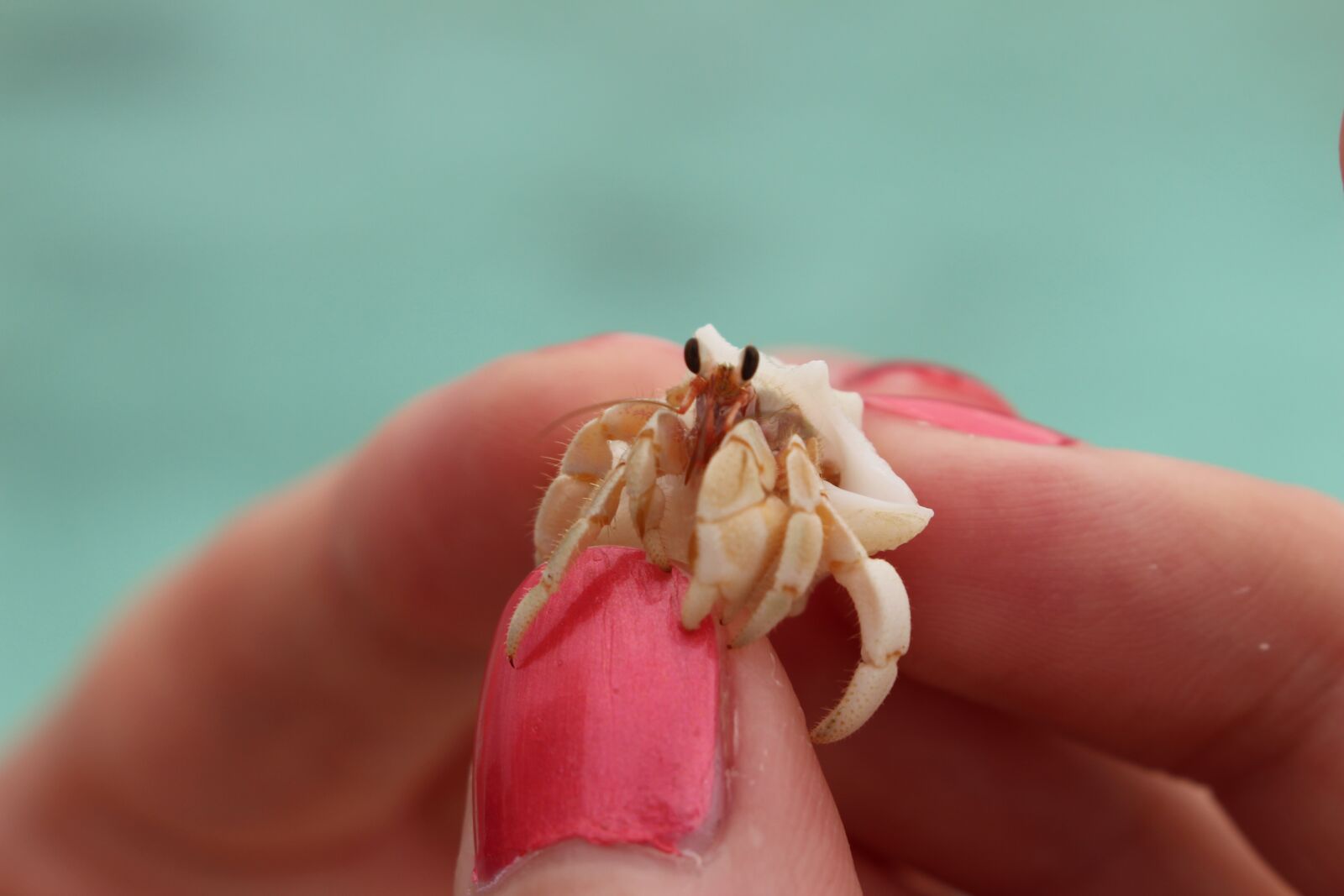 Canon EOS 700D (EOS Rebel T5i / EOS Kiss X7i) sample photo. Crab, animal, nature photography