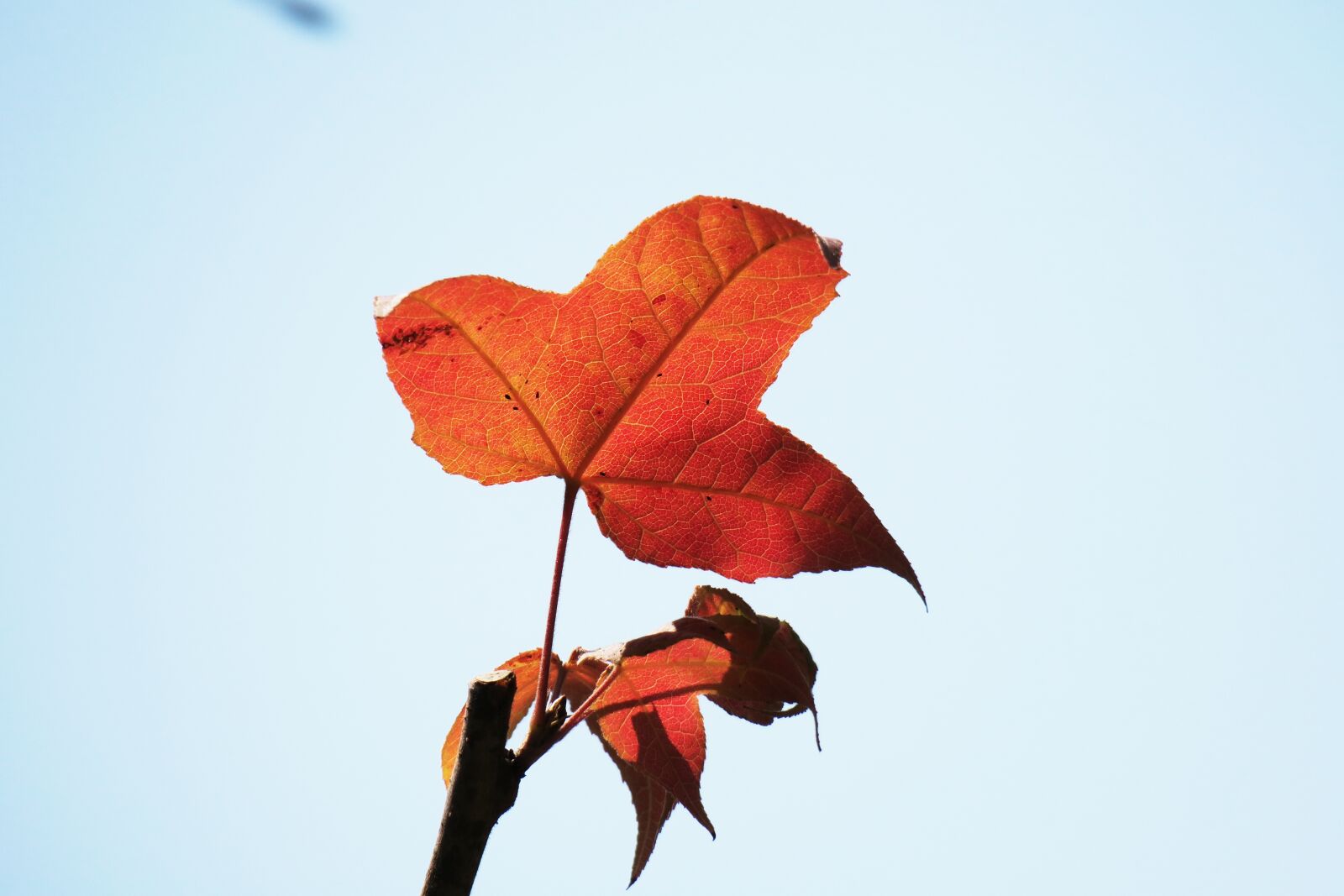 Canon PowerShot G3 X sample photo. Nature, leaf, autumn photography