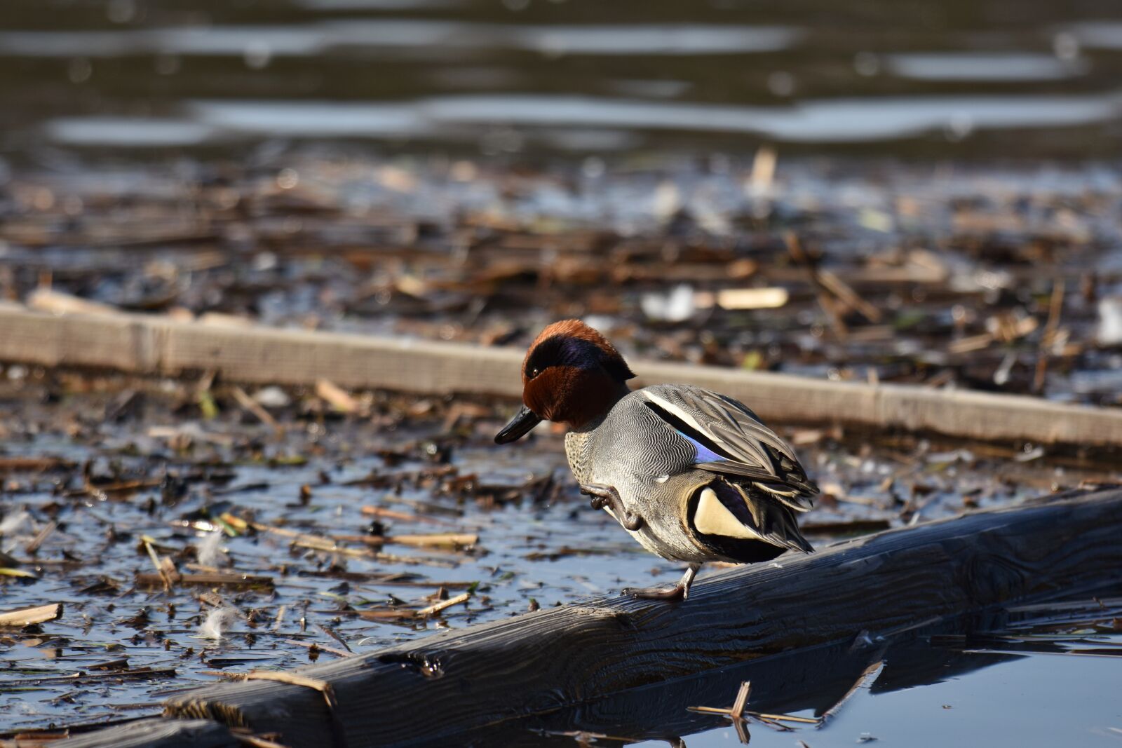 Nikon D7200 sample photo. Animal, lake, waterside photography