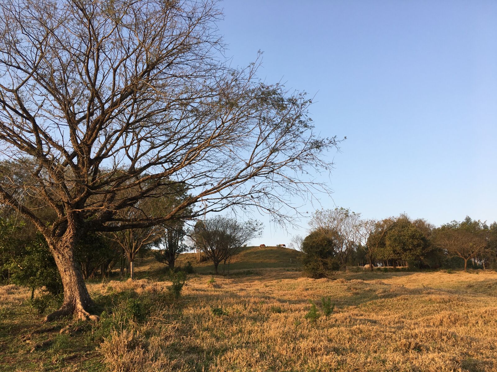 Apple iPhone 6s sample photo. Tree, sol, dry photography