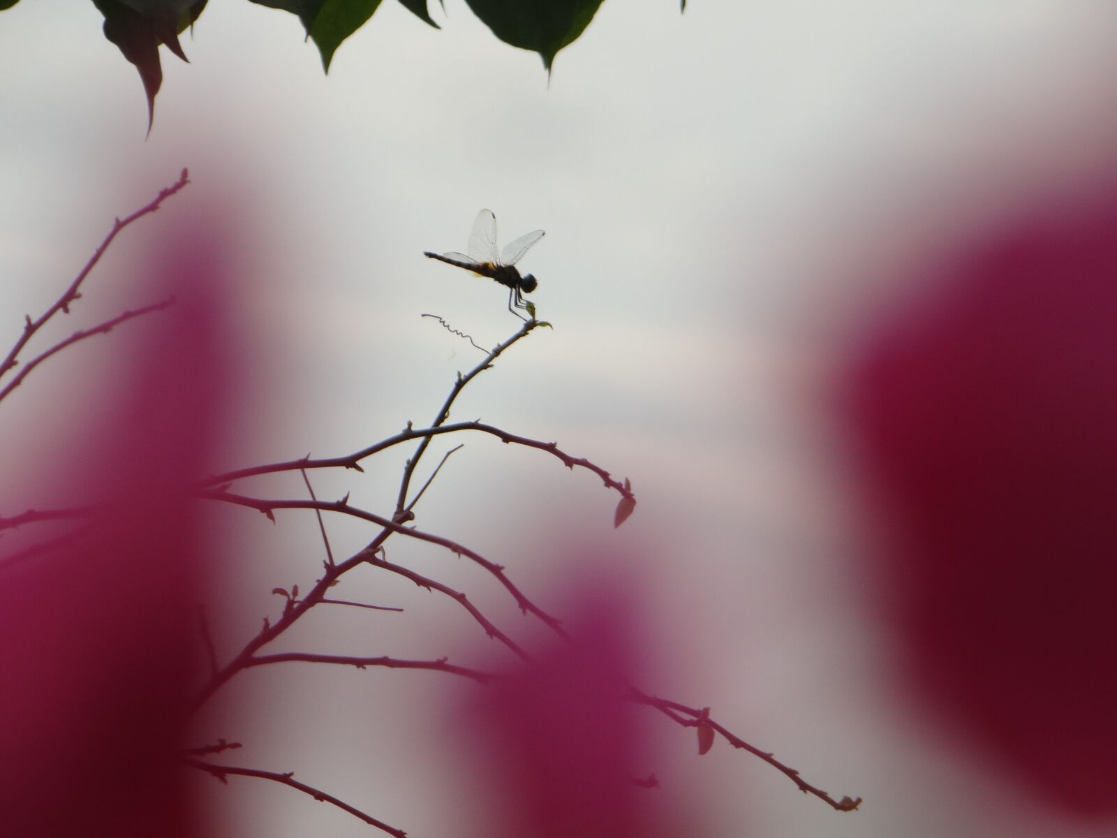 Sony DSC-HX200V sample photo. Spinning, pink, lace photography