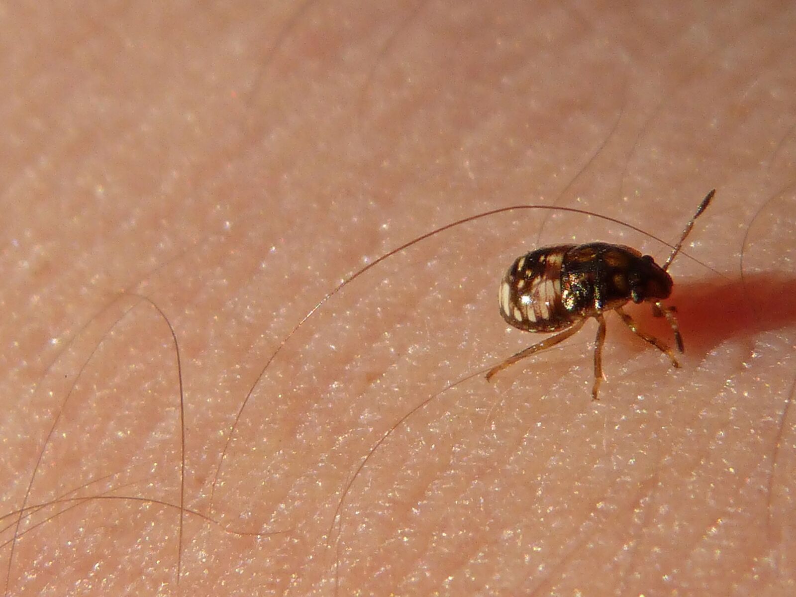 Panasonic DMC-FZ62 sample photo. Insect, skin, macro photography