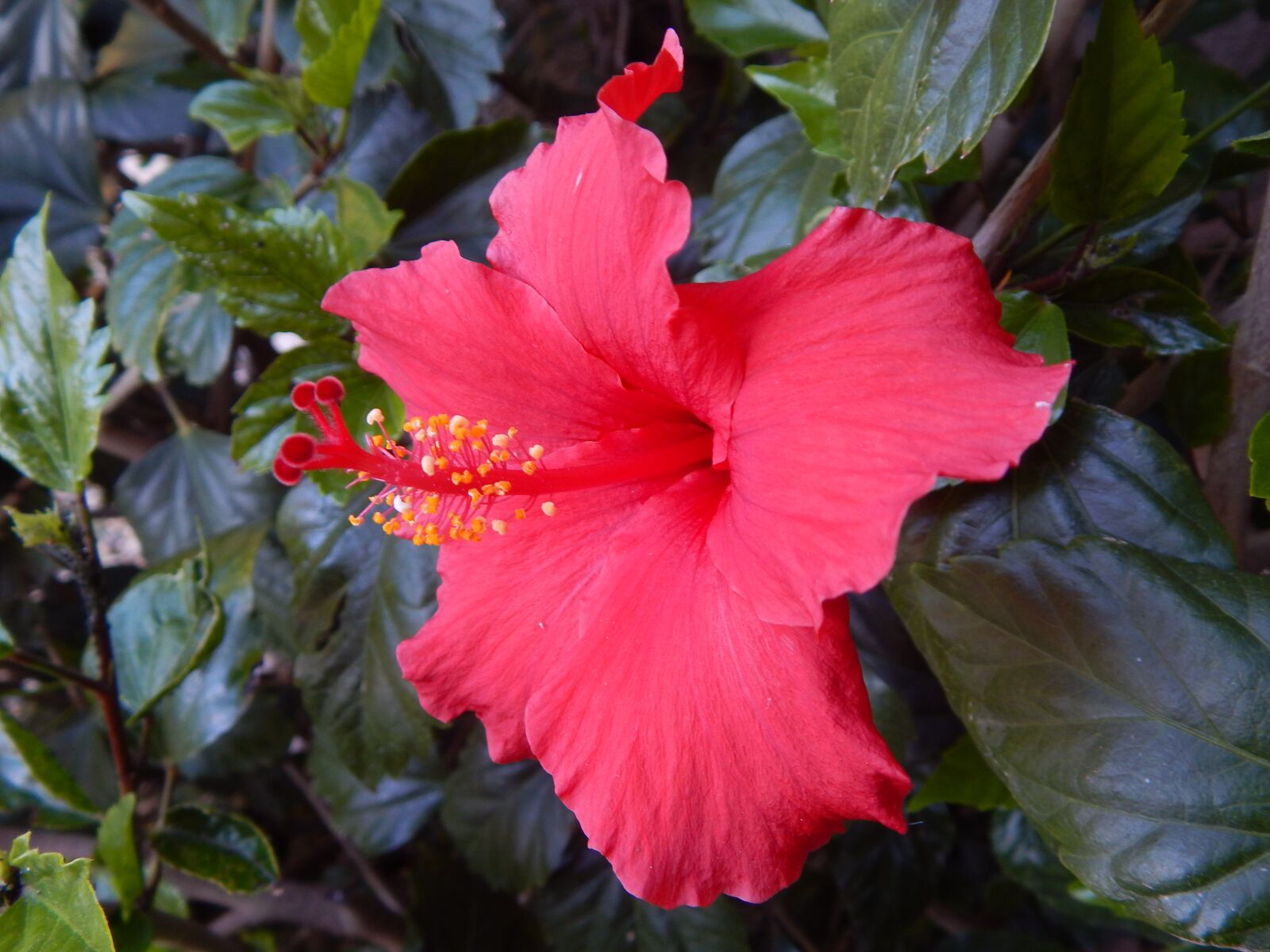Nikon Coolpix L830 sample photo. Flower, hibiscus, red photography