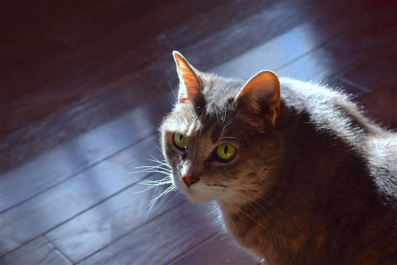 Nikon D3300 sample photo. Cat, portrait, cute photography