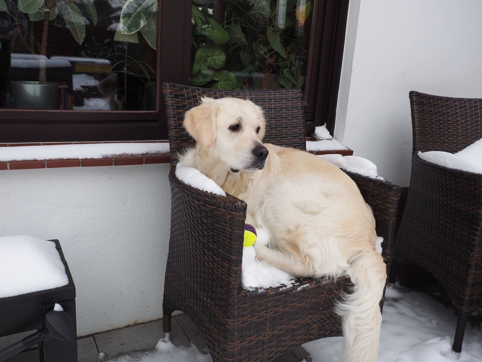 Olympus OM-D E-M1 + Olympus M.Zuiko Digital ED 12-40mm F2.8 Pro sample photo. Golden retriever, dog, snow photography