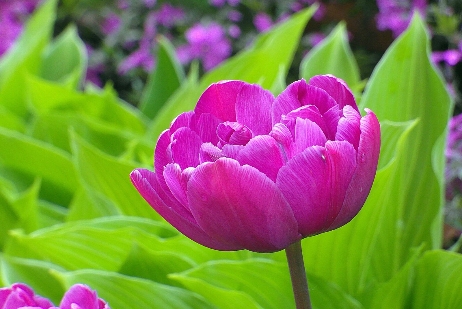 Samsung WB750 sample photo. Tulip, purple, the petals photography