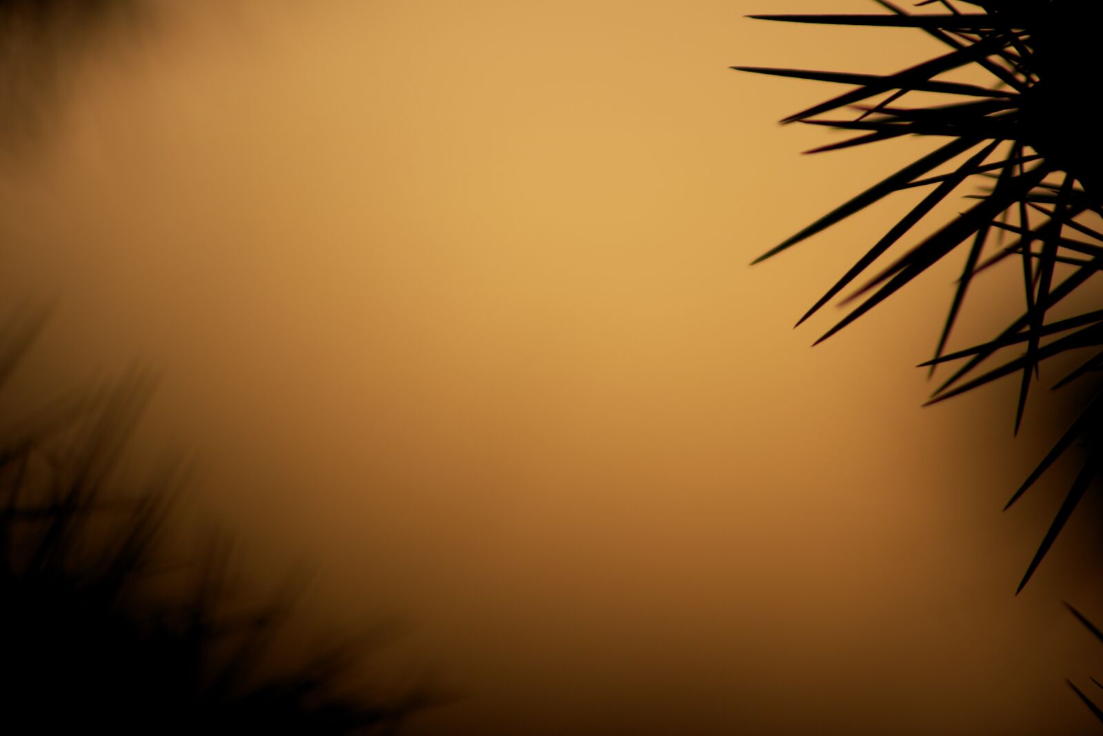 Canon EOS 750D (EOS Rebel T6i / EOS Kiss X8i) sample photo. Nature, outdoor, wallpaper photography