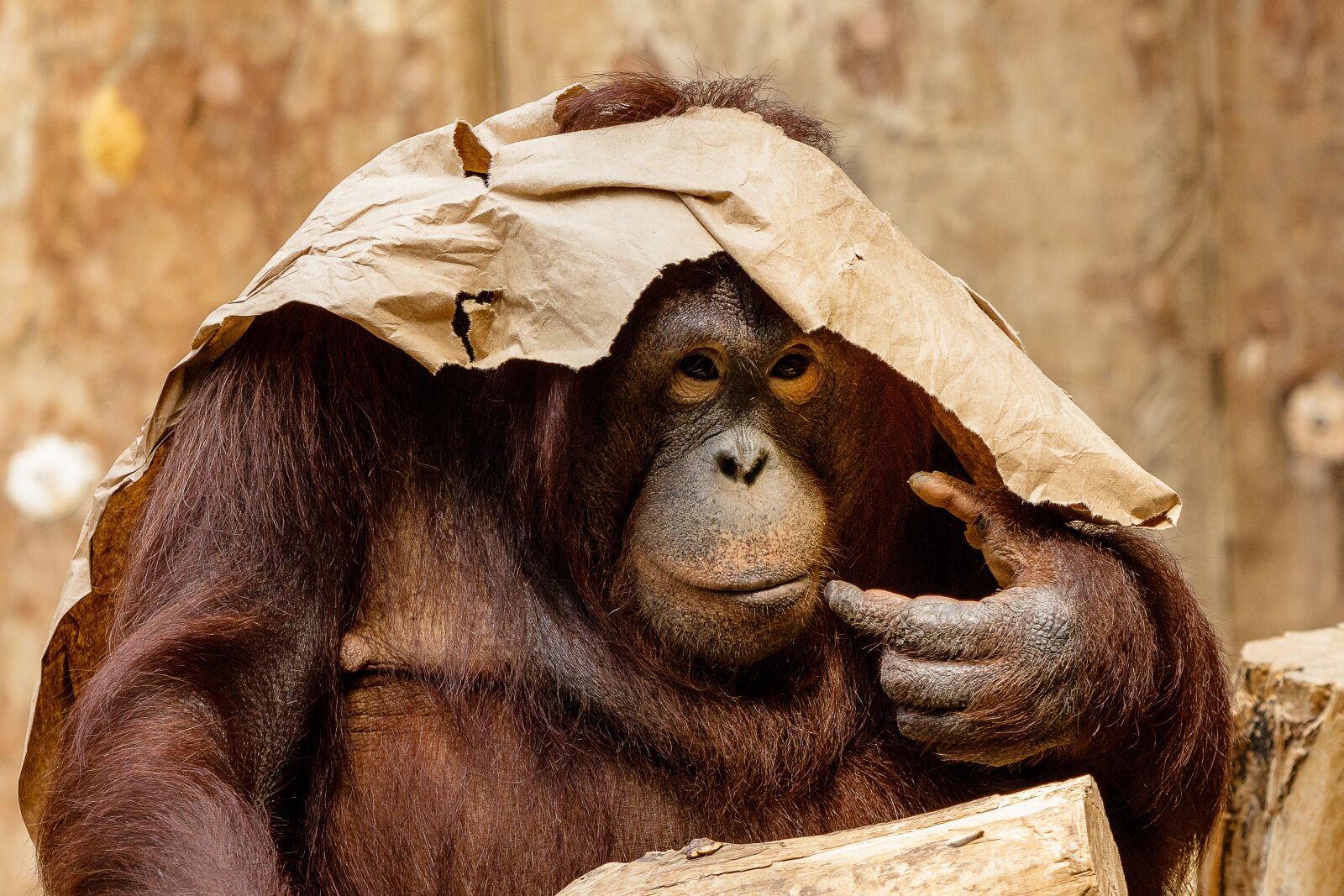 Canon EF 70-300 F4-5.6 IS II USM sample photo. Orang utan, monkey, primate photography