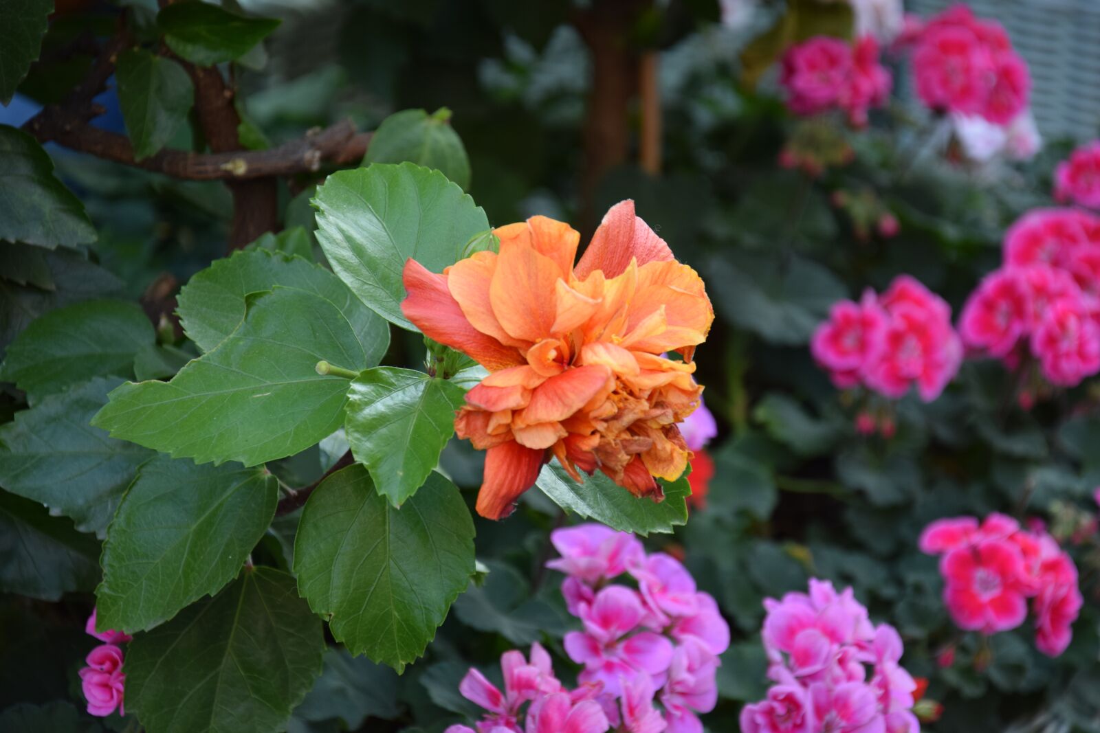 Nikon D5300 sample photo. Flowers, geranium, colorful photography