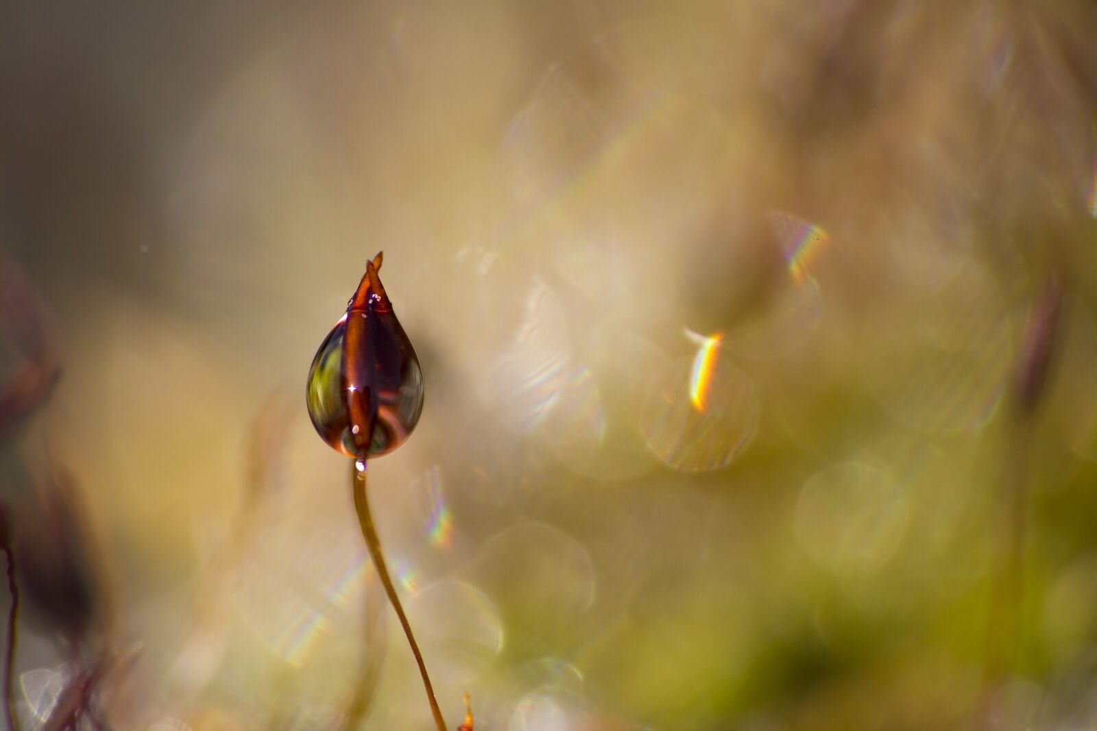 Canon EF-S 55-250mm F4-5.6 IS STM sample photo. Foam, drop, macro photography