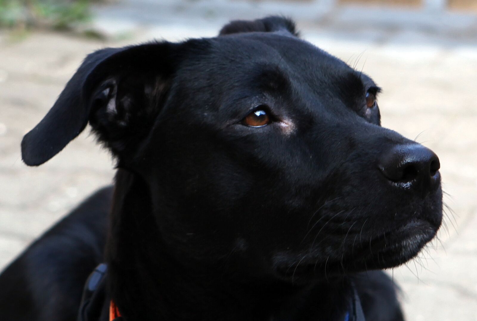 Canon EOS 5D Mark II sample photo. Dog, hybrid, podengo photography