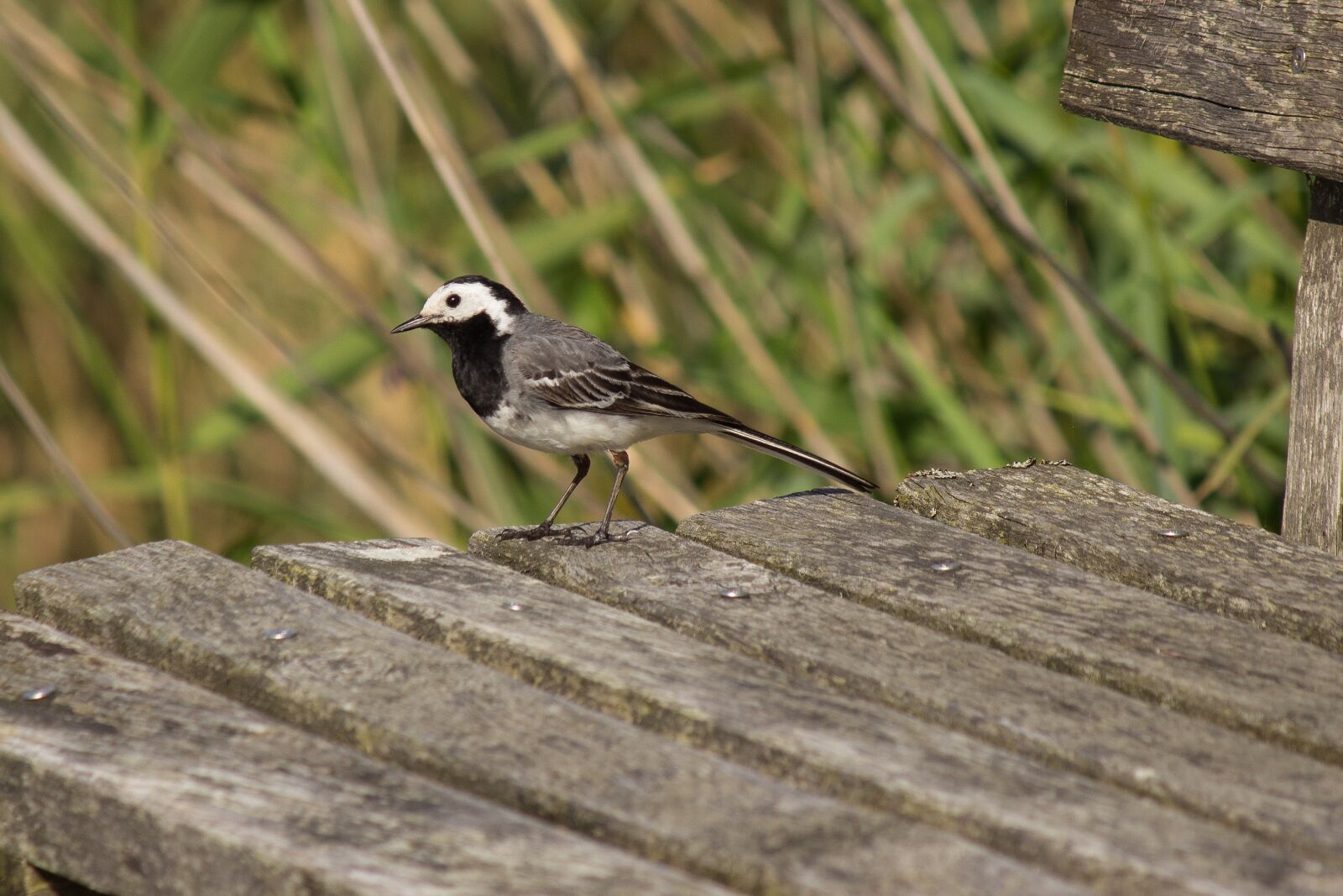 Canon EF-S 55-250mm F4-5.6 IS II sample photo. White wagtail, songbird, motacilla photography