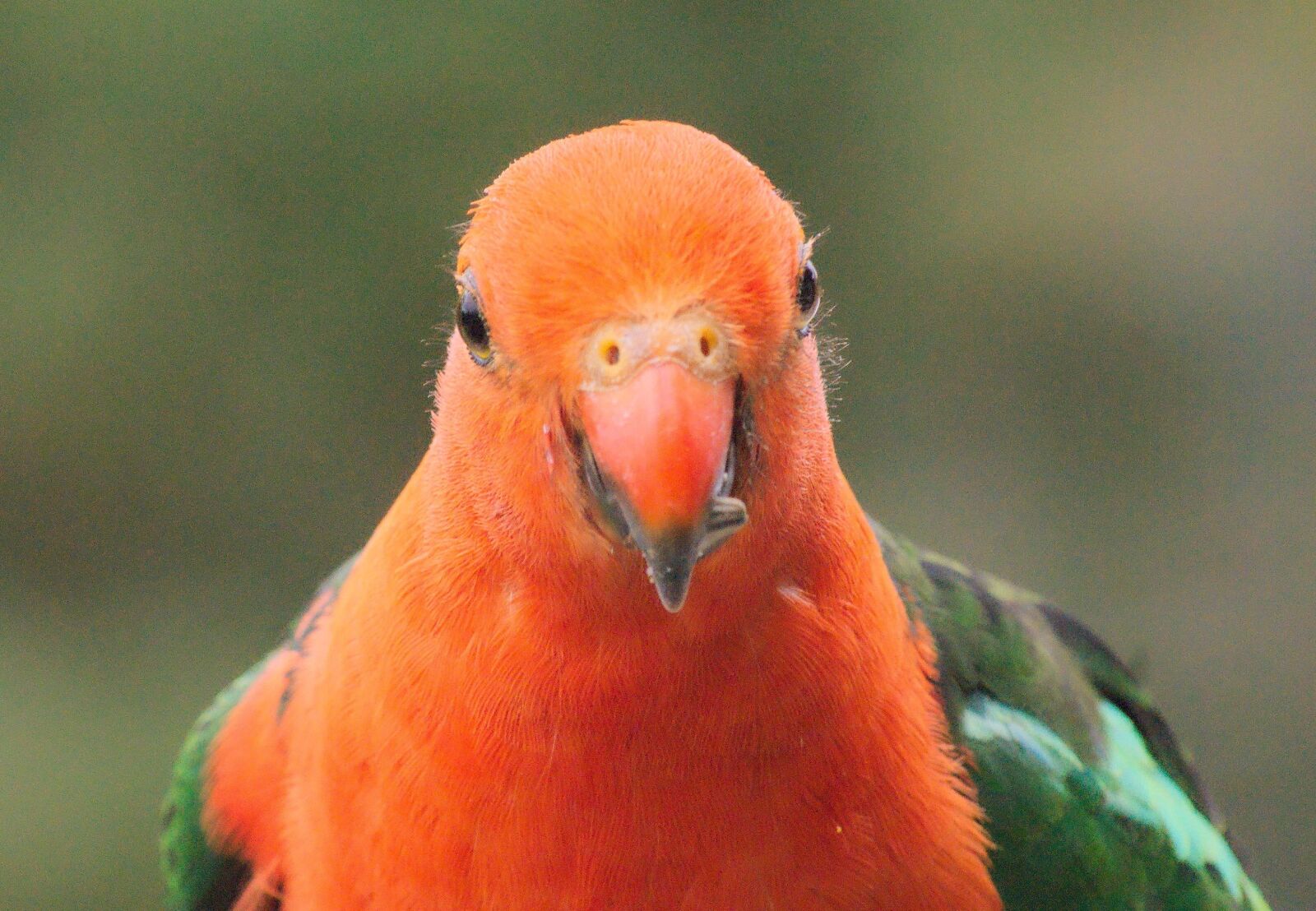 Sony Alpha DSLR-A230 sample photo. Parrot, bird, tropical photography
