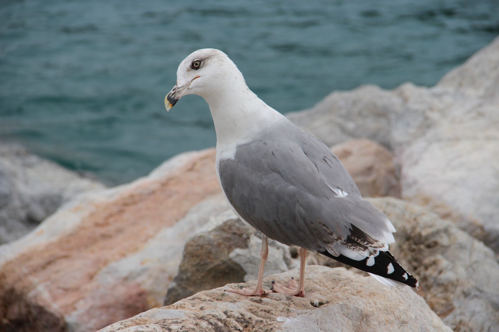 Canon EOS 600D (Rebel EOS T3i / EOS Kiss X5) sample photo. Sea, seagull, rocks photography
