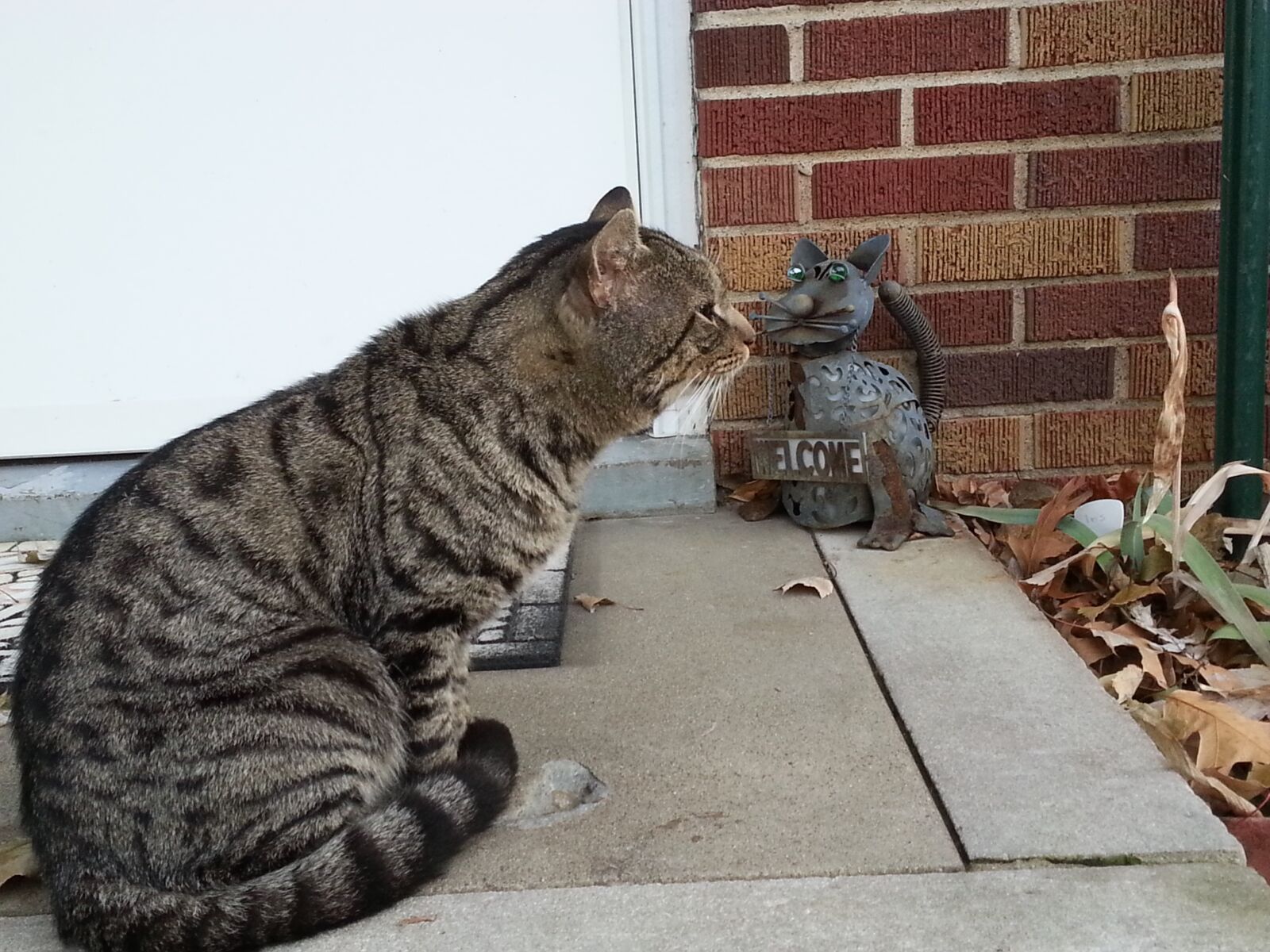 Samsung Galaxy S3 sample photo. Cat, feline, furry photography