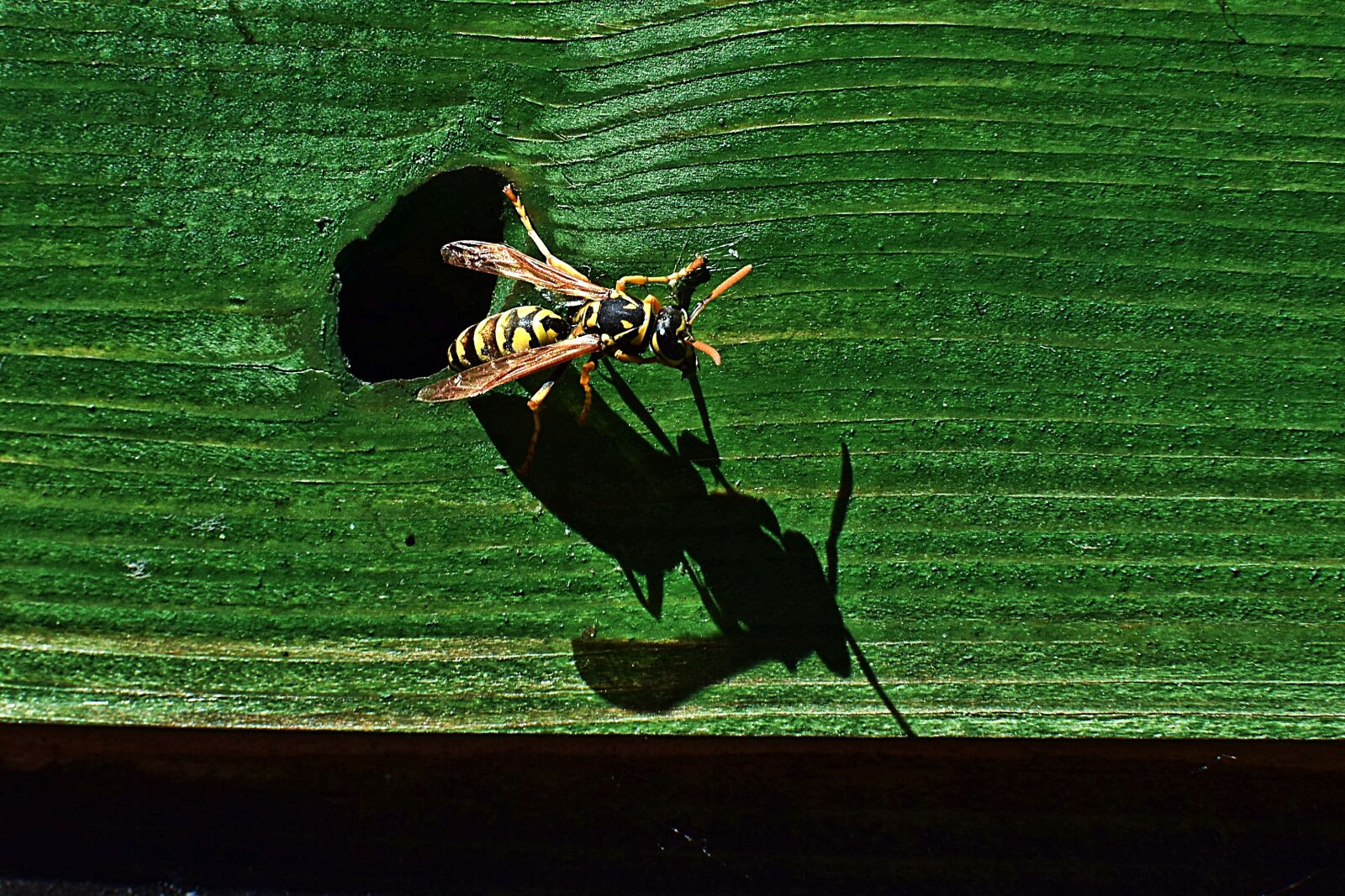 Nikon D7200 sample photo. Wasp, insect, animal photography