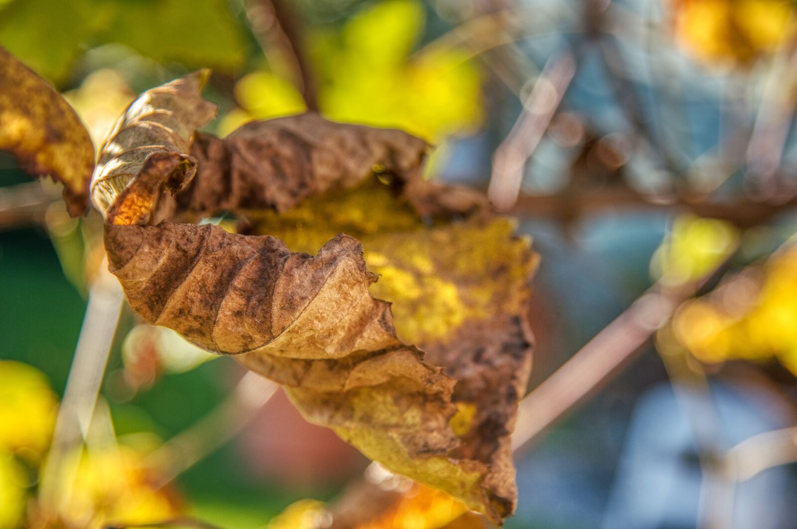 Nikon D750 sample photo. Wine leaf, vine, withers photography