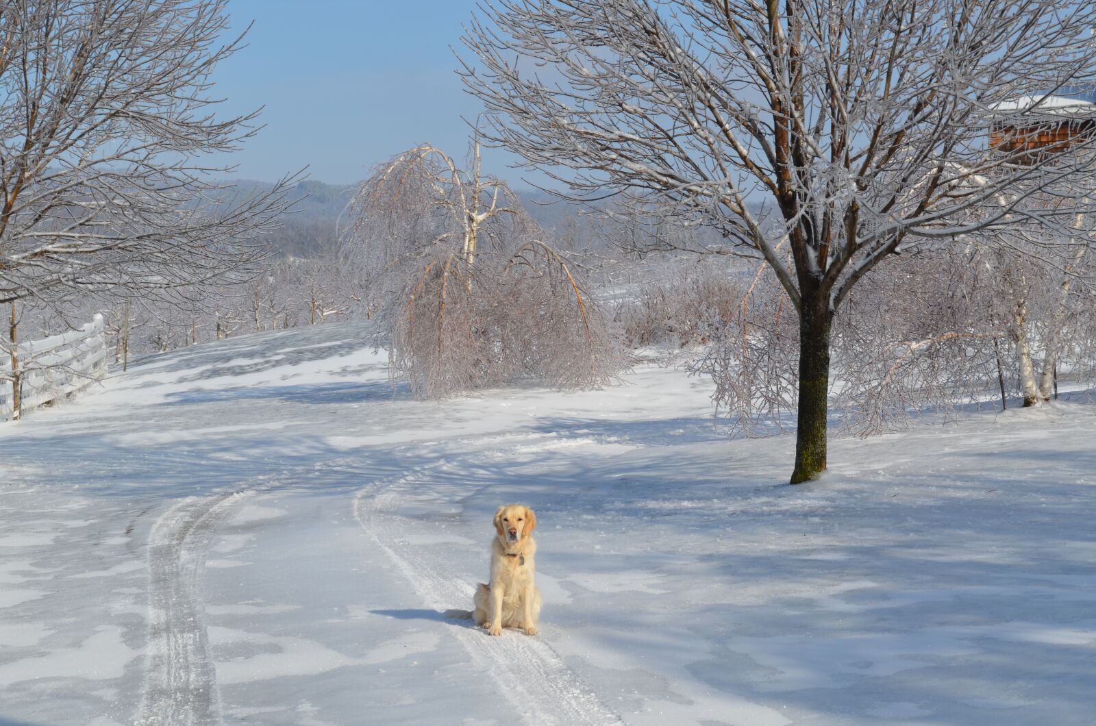 Nikon D5100 sample photo. Lonely, golden, retriever photography