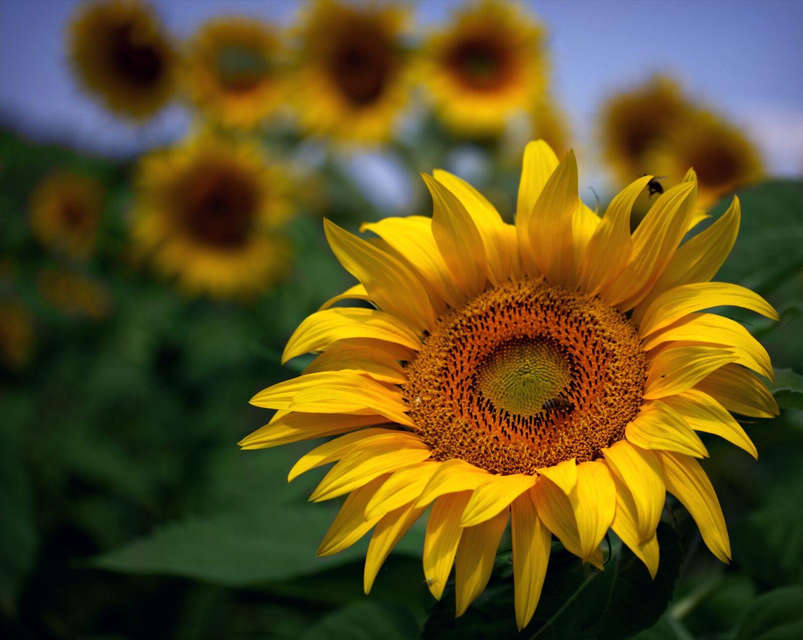 Canon EF-S 60mm F2.8 Macro USM sample photo. Sunflower, yellow, plant photography