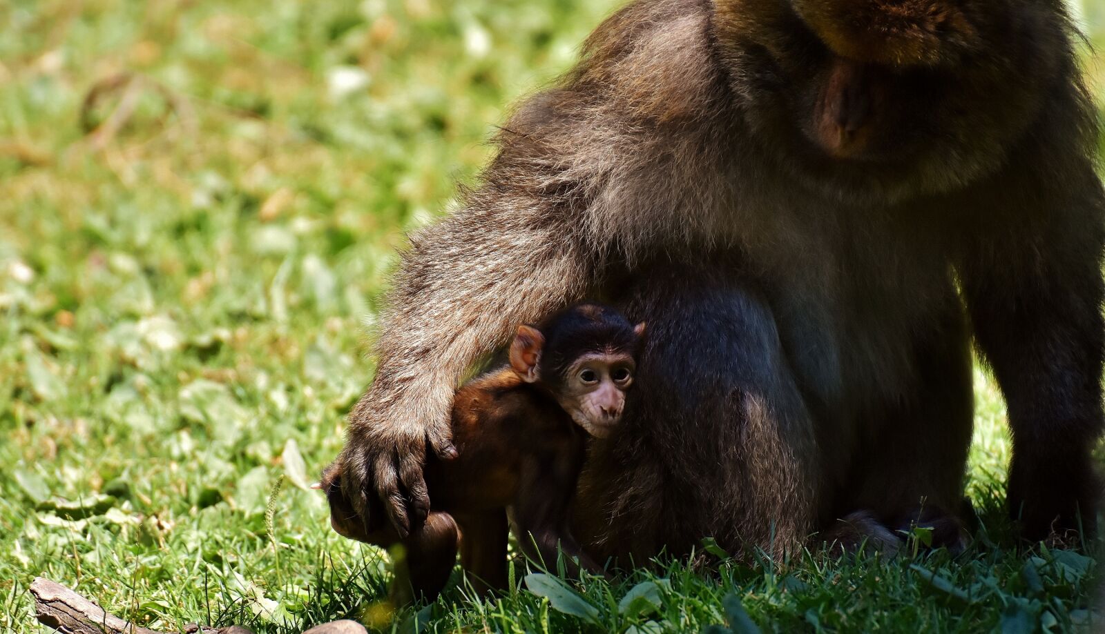 Nikon D7200 sample photo. Ape, baby monkey, barbary photography