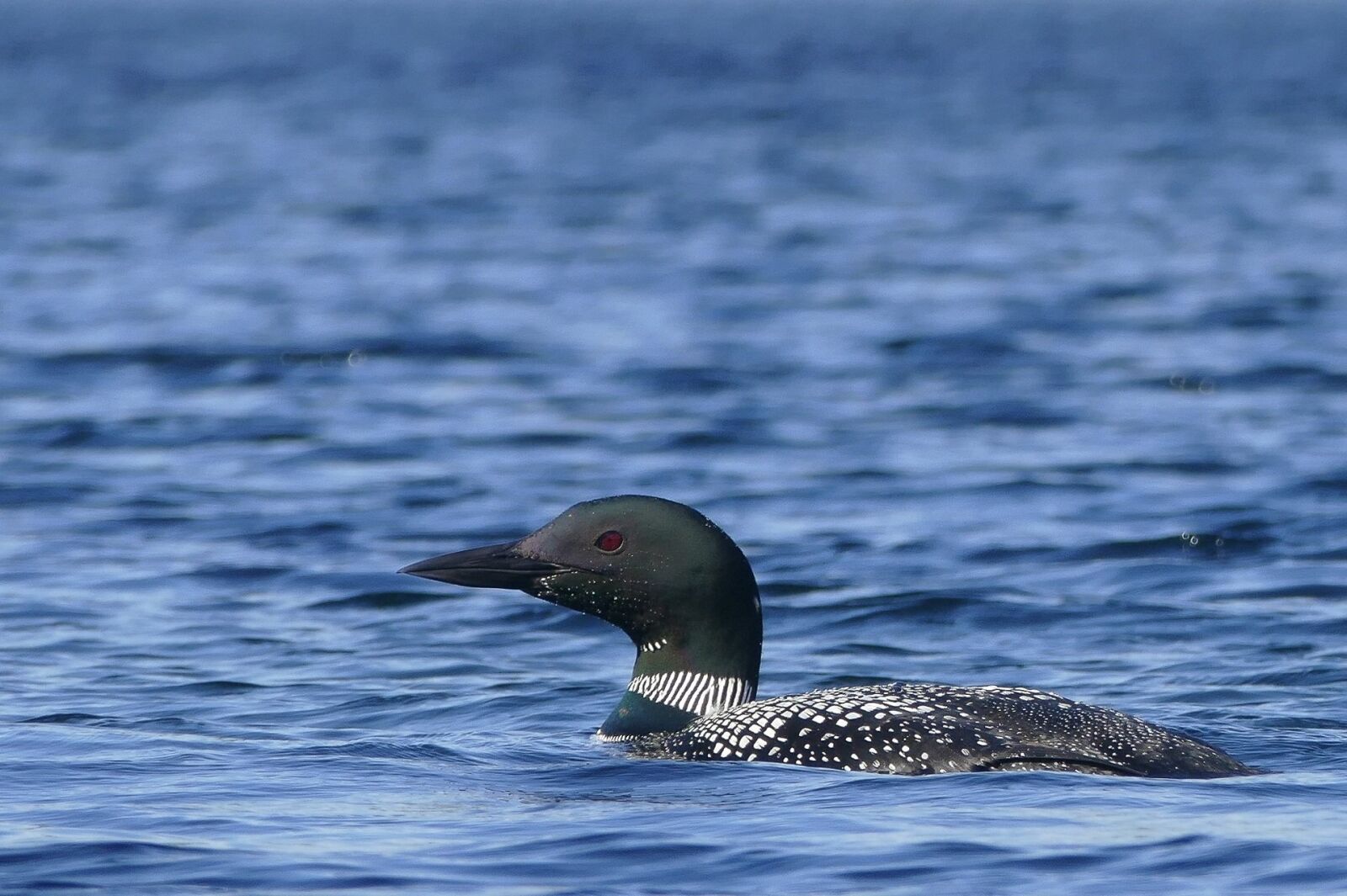 Panasonic Lumix DMC-FZ1000 sample photo. Loon, bird, wildlife photography