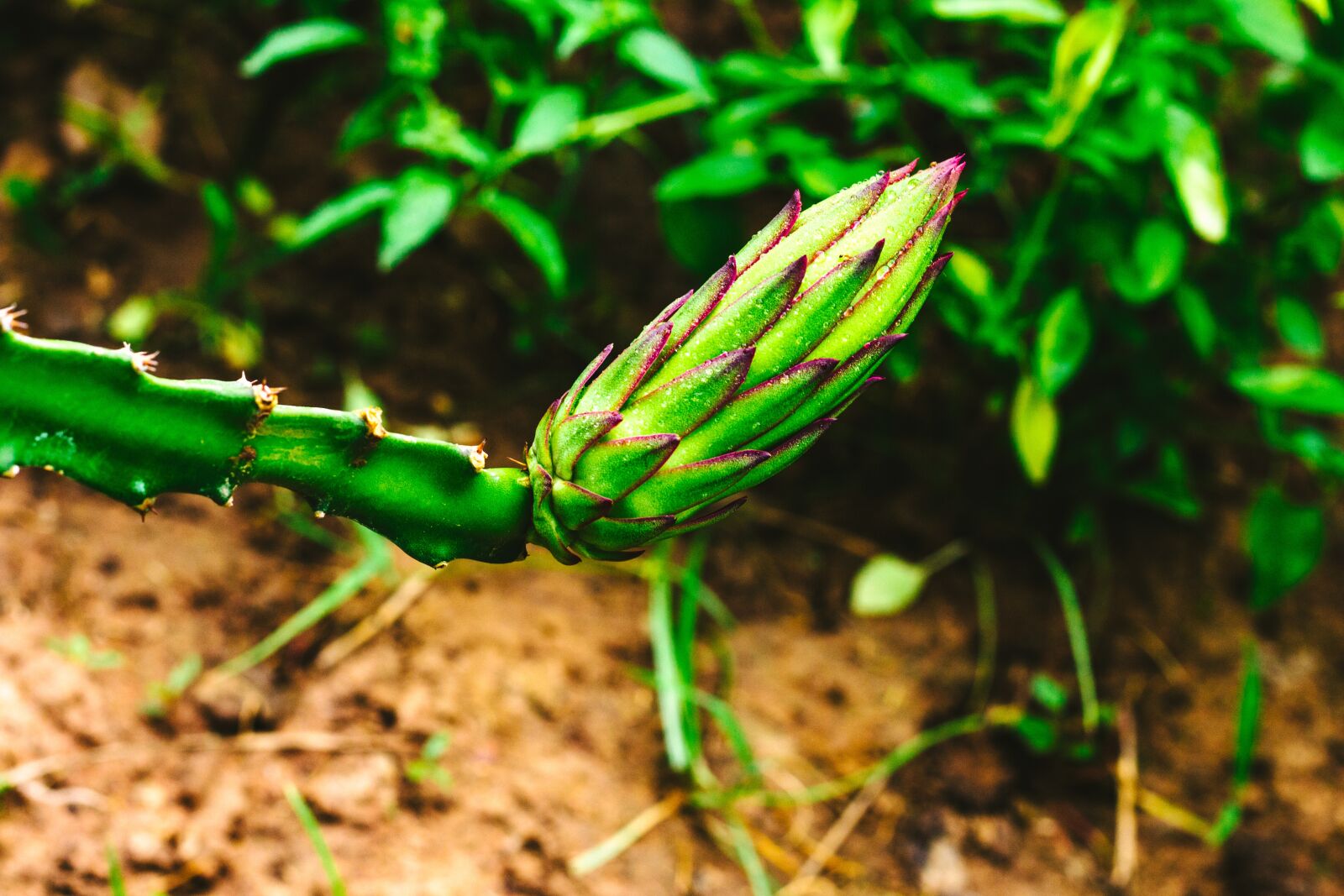 Canon EOS 700D (EOS Rebel T5i / EOS Kiss X7i) + Canon EF 50mm F1.8 STM sample photo. Thorns, dragon fruit, fruit photography