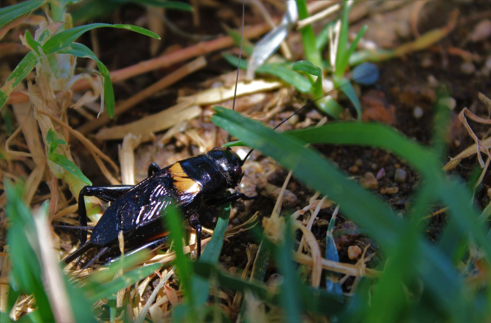 Canon EOS 600D (Rebel EOS T3i / EOS Kiss X5) sample photo. Grille, beetle, insect photography